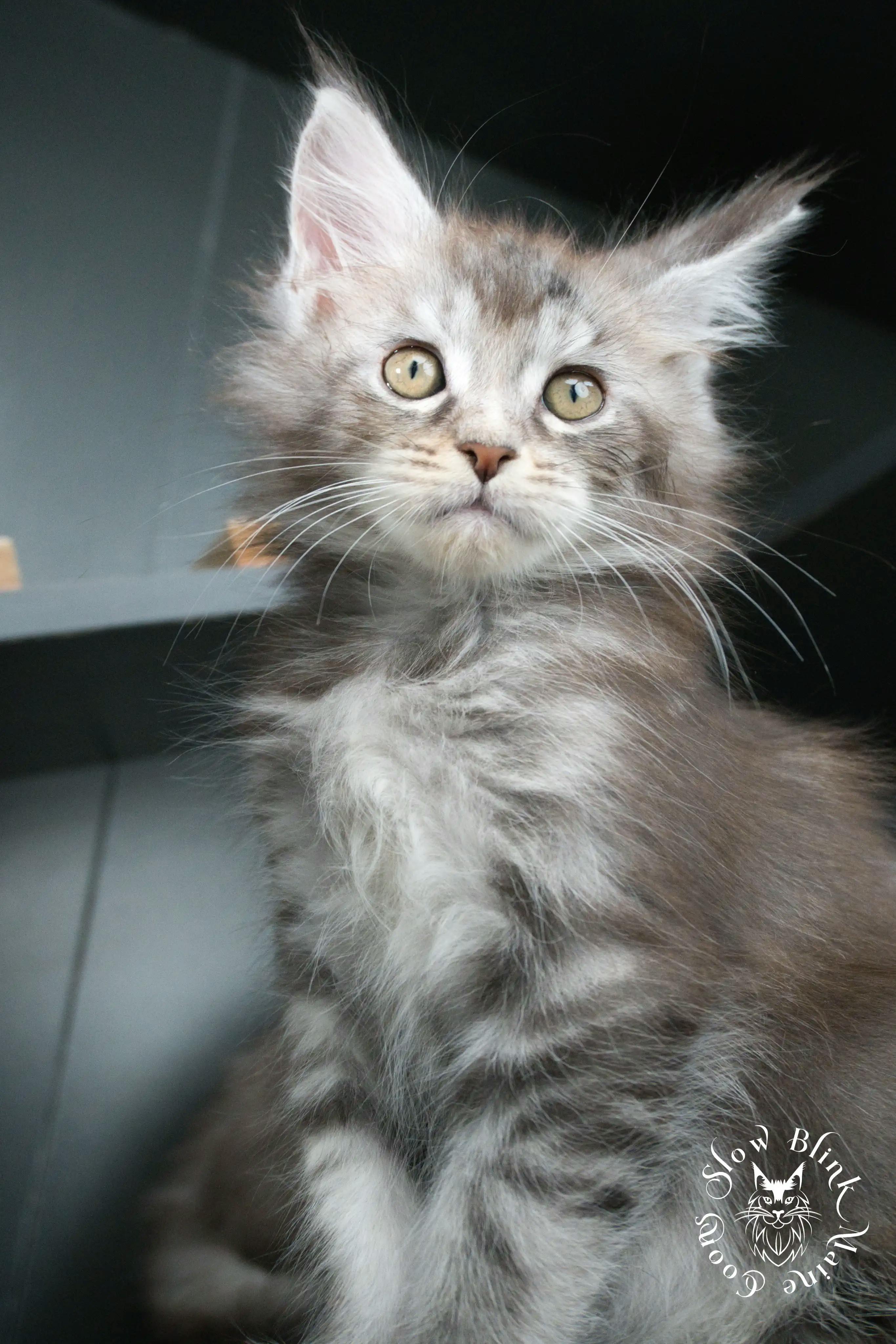 Blue Silver Tabby Maine Coon Kittens > blue silver tabby maine coon kitten | slowblinkmainecoons | 429