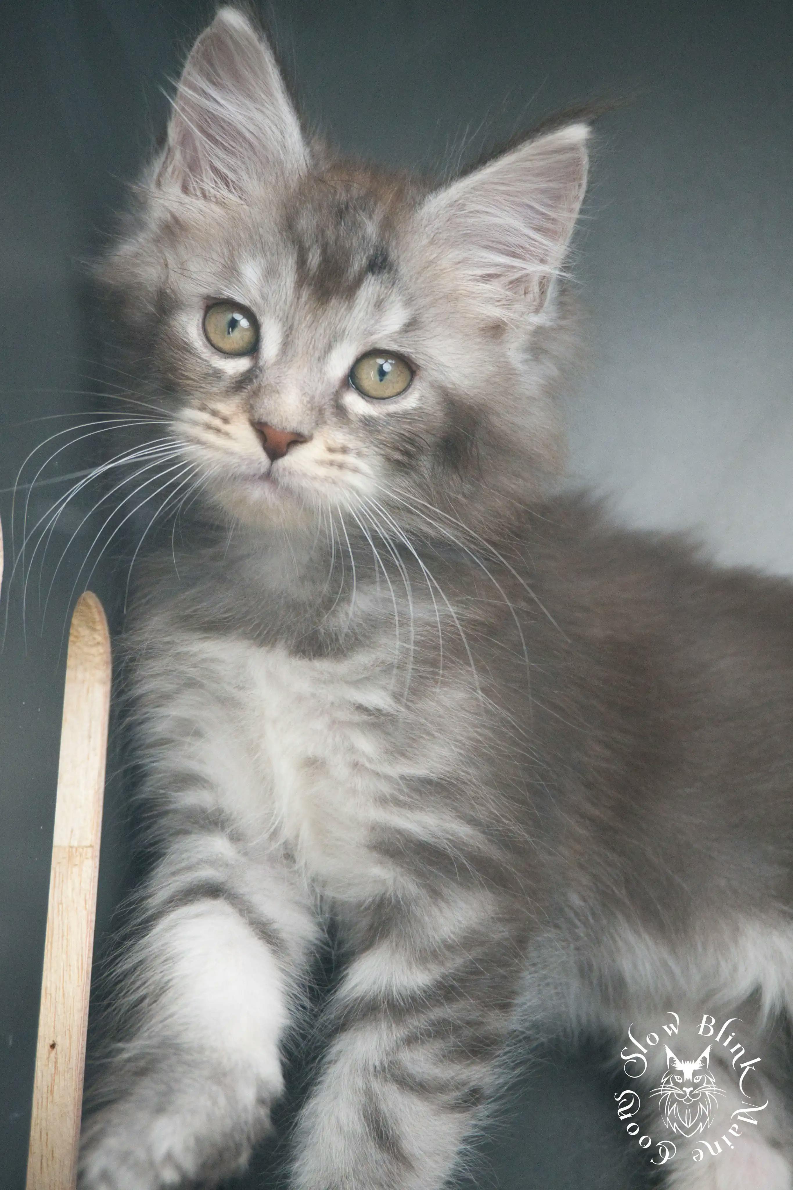 Blue Silver Tabby Maine Coon Kittens > blue silver tabby maine coon kitten | slowblinkmainecoons | 433