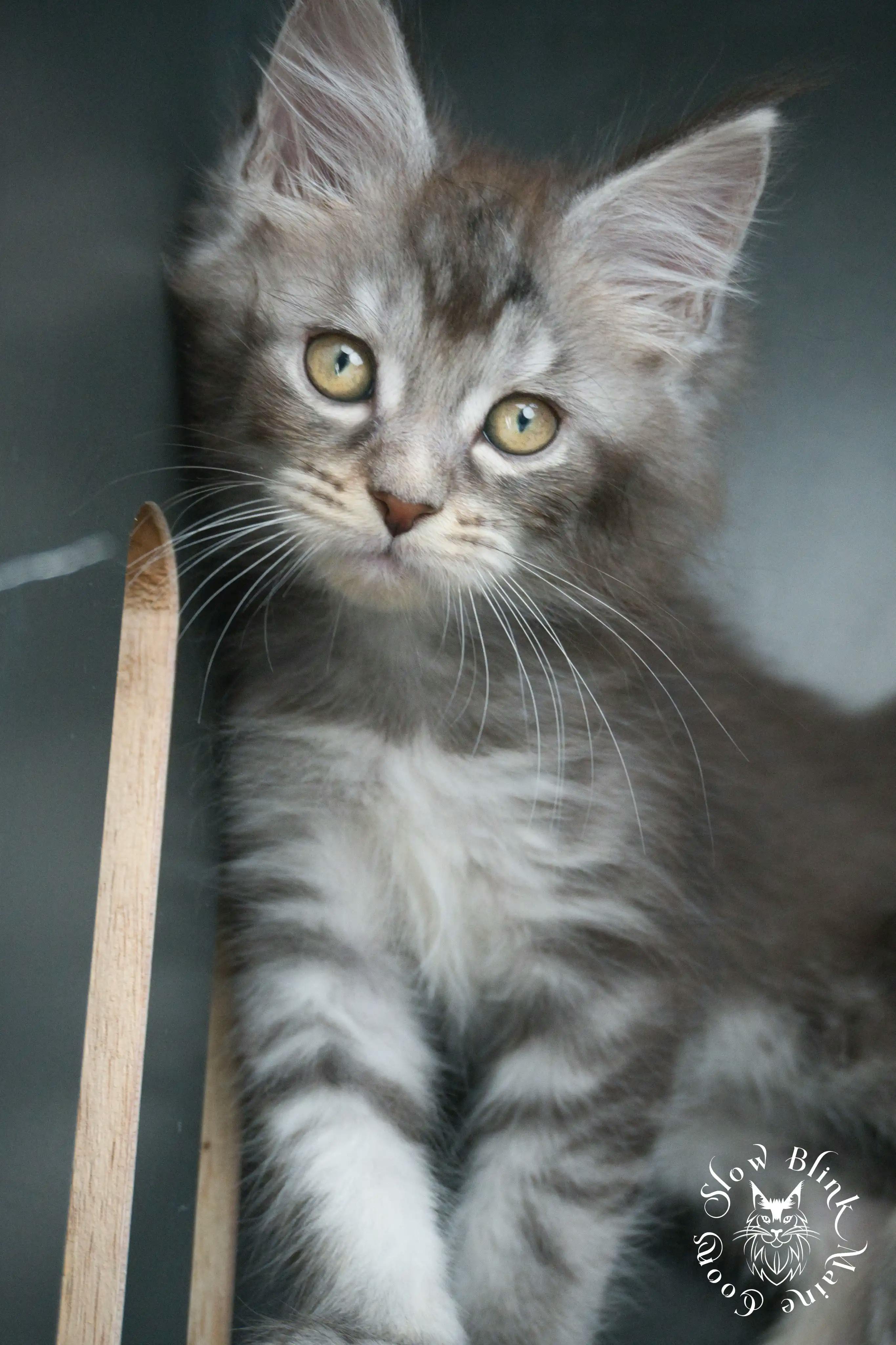 Blue Silver Tabby Maine Coon Kittens > blue silver tabby maine coon kitten | slowblinkmainecoons | 434