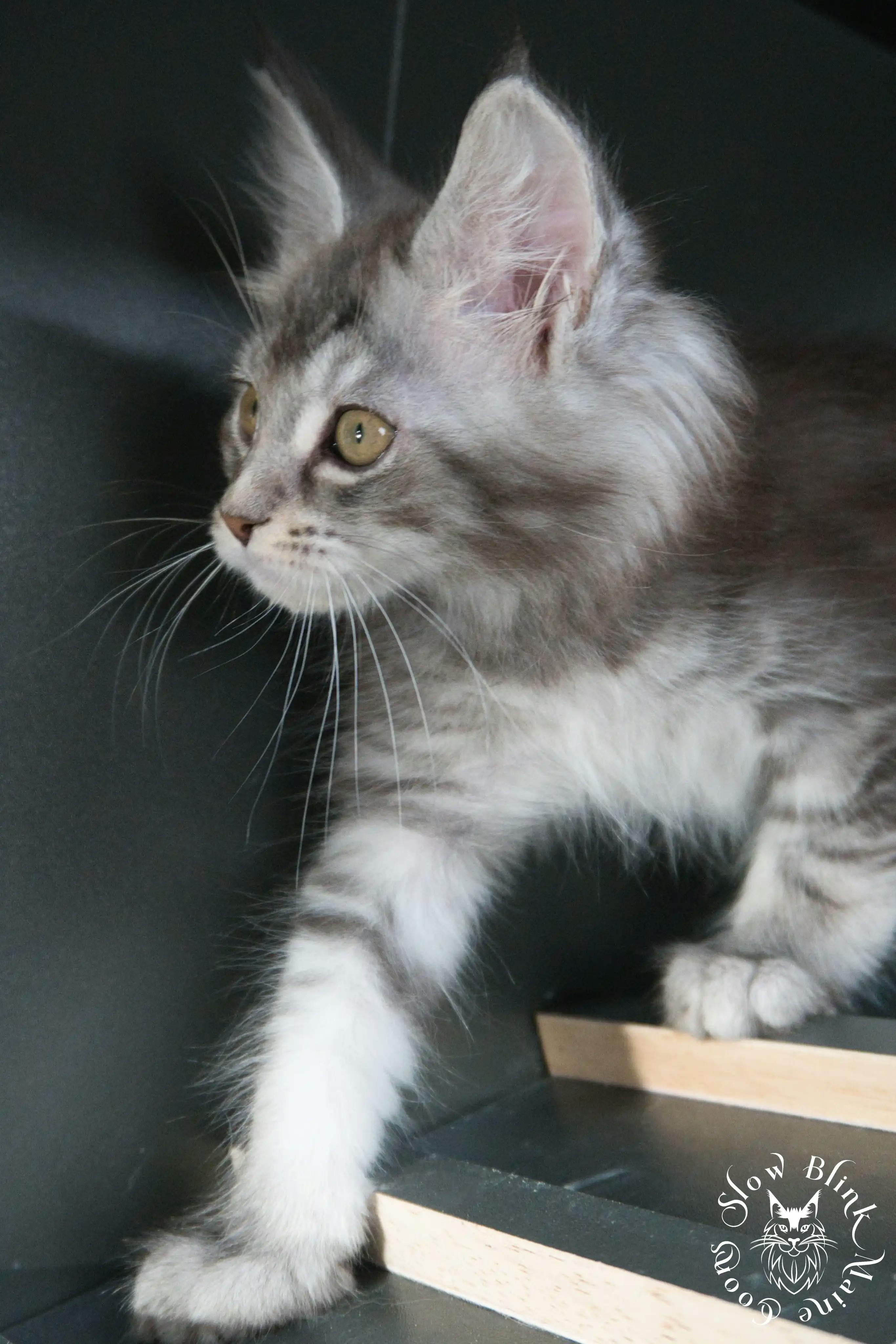 Blue Silver Tabby Maine Coon Kittens > blue silver tabby maine coon kitten | slowblinkmainecoons | 522