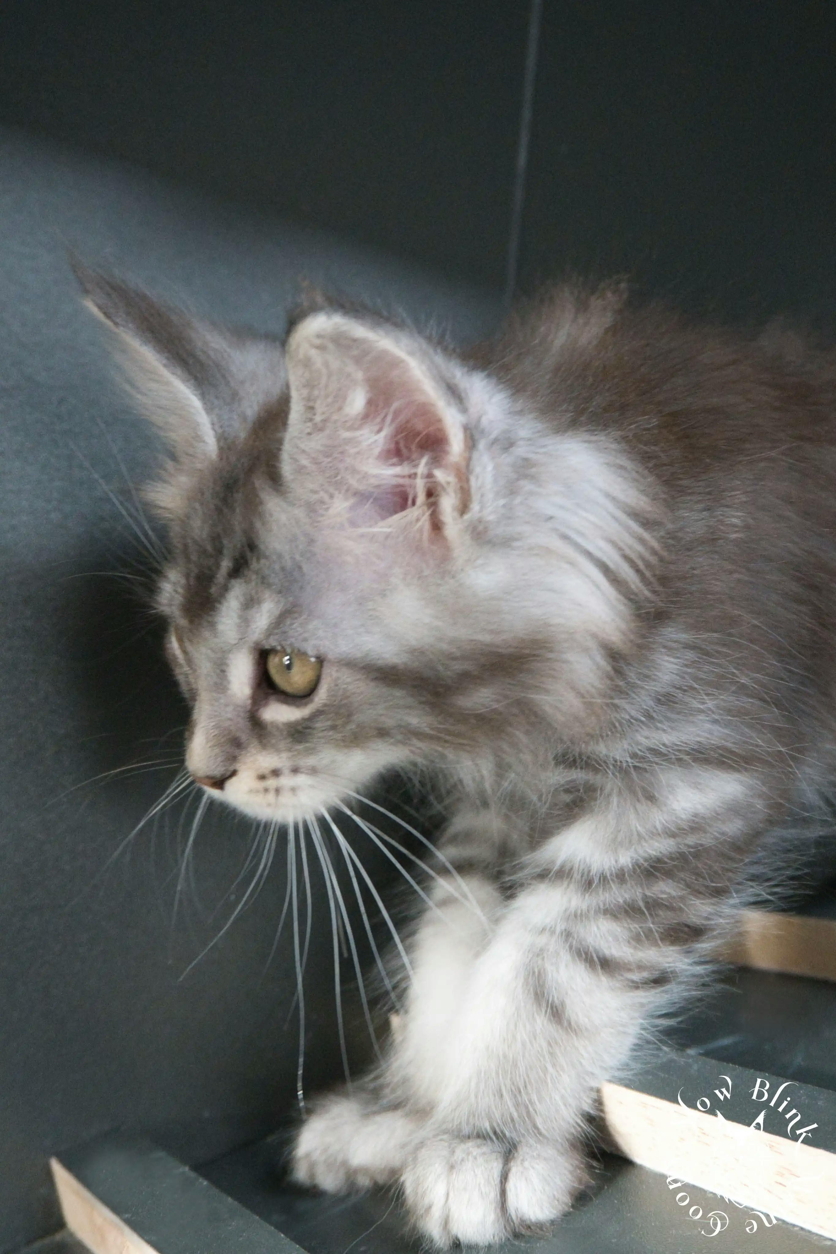 Blue Silver Tabby Maine Coon Kittens > blue silver tabby maine coon kitten | slowblinkmainecoons | 523