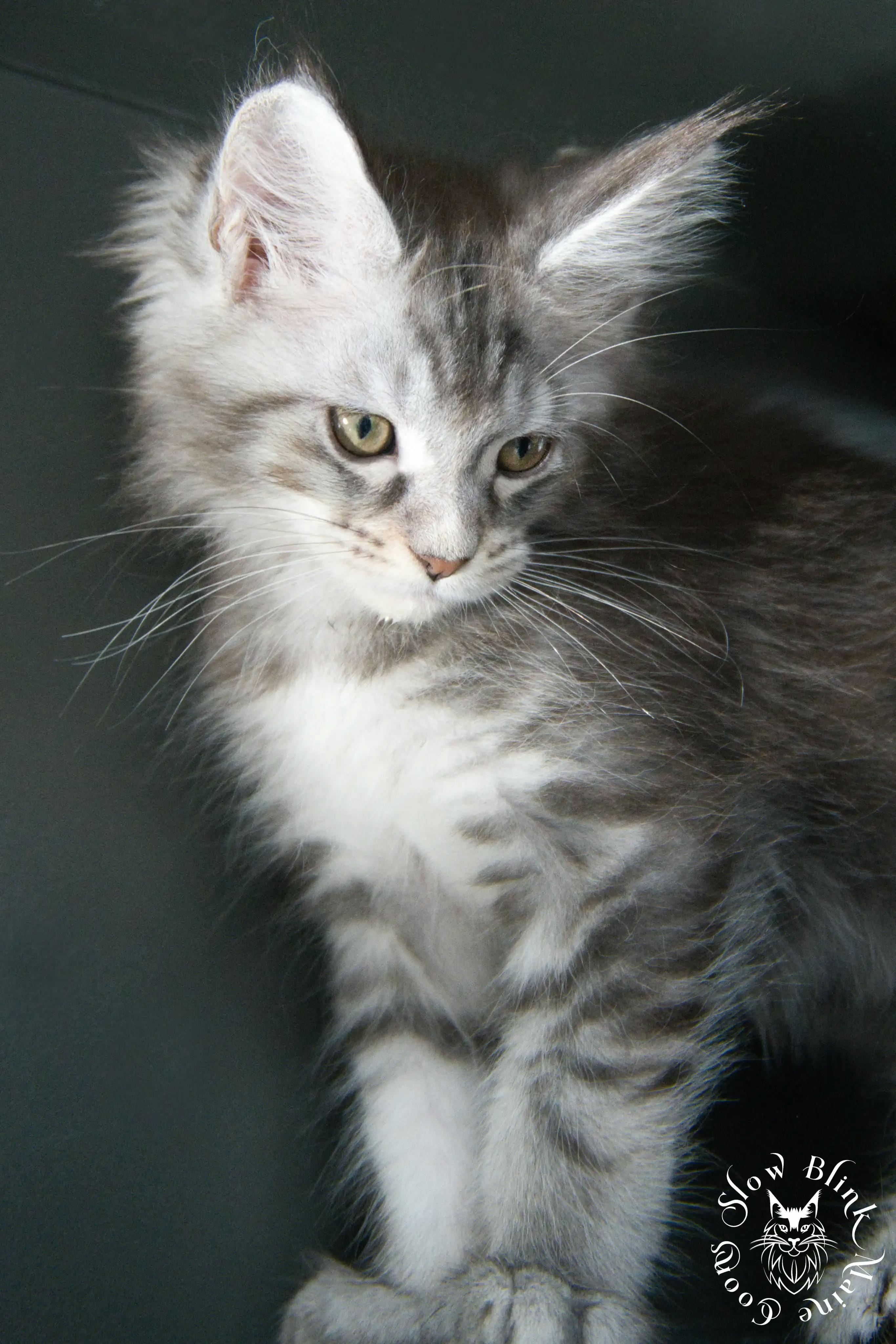 Blue Silver Tabby Maine Coon Kittens > blue silver tabby maine coon kitten | slowblinkmainecoons | 524