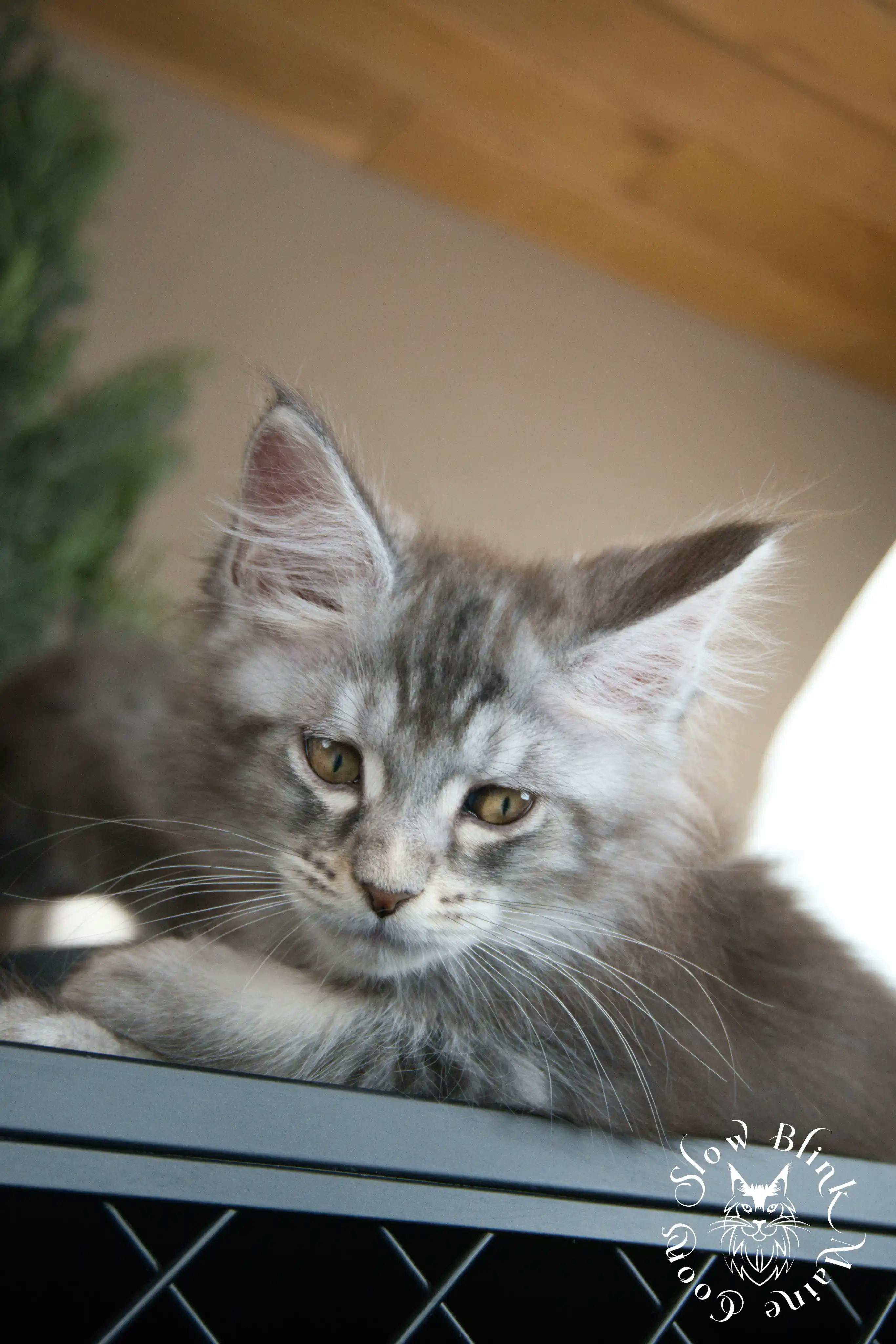 Blue Silver Tabby Maine Coon Kittens > blue silver tabby maine coon kitten | slowblinkmainecoons | 611