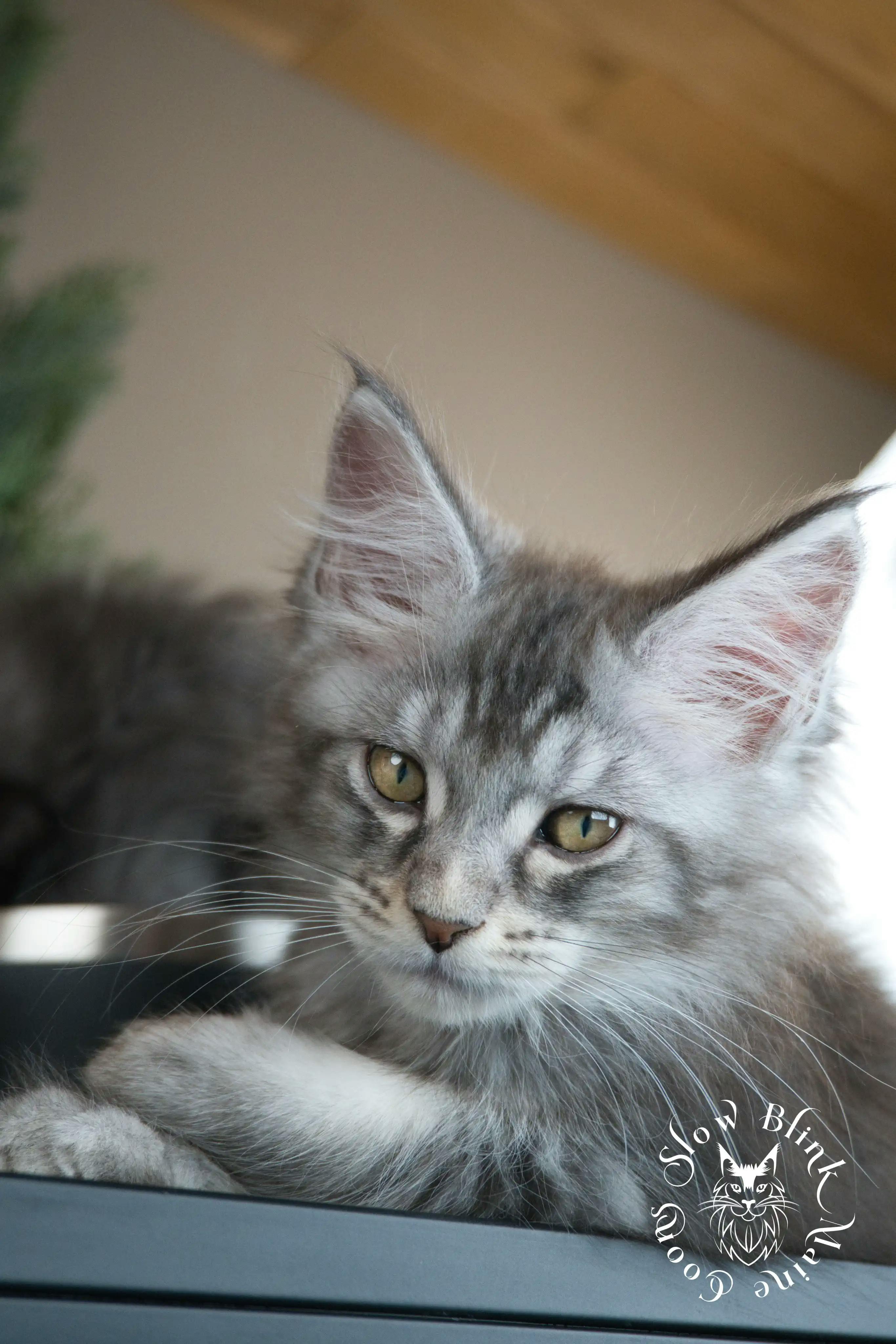 Blue Silver Tabby Maine Coon Kittens > blue silver tabby maine coon kitten | slowblinkmainecoons | 614