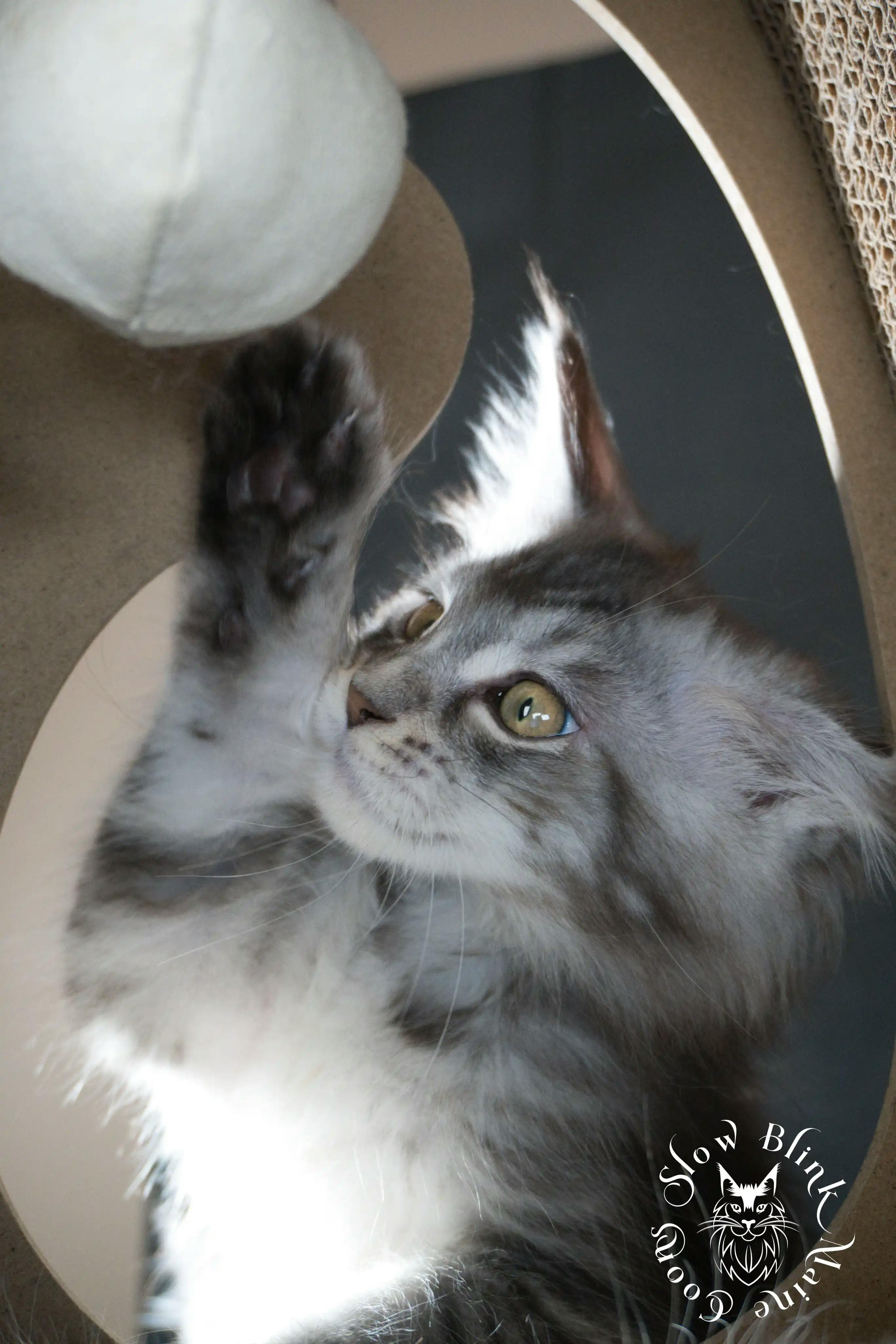 Blue Silver Tabby Maine Coon Kittens > blue silver tabby maine coon kitten | slowblinkmainecoons | 615