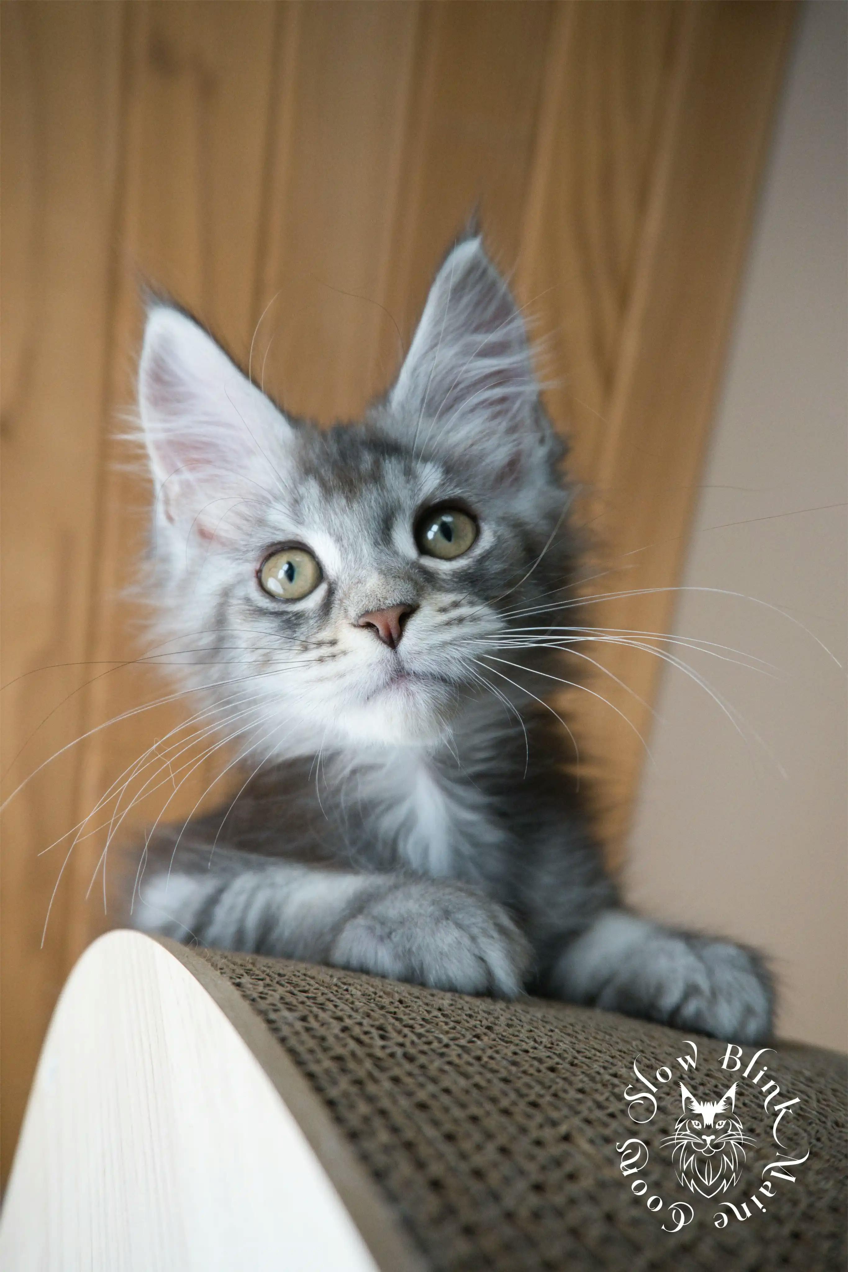 Blue Silver Tabby Maine Coon Kittens > blue silver tabby maine coon kitten | slowblinkmainecoons | 616