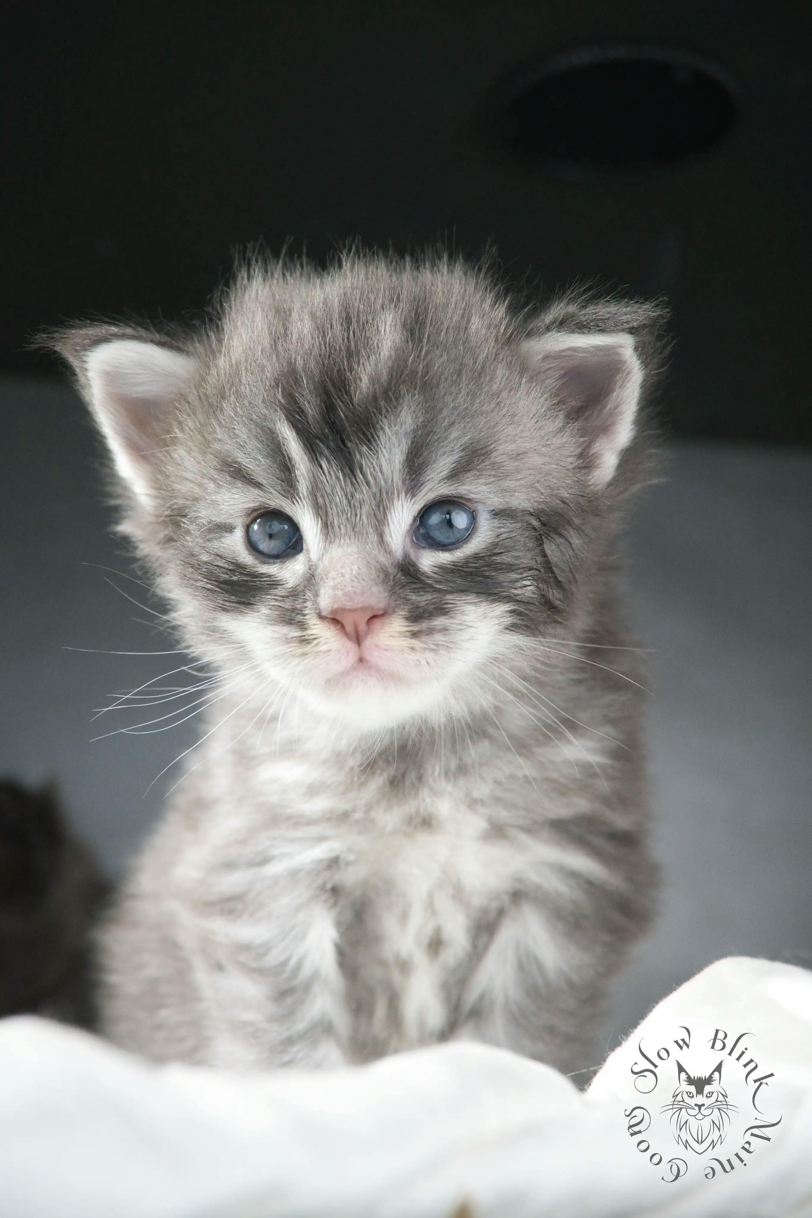 Blue Silver Tabby Maine Coon Kittens > blue silver tabby maine coon kitten | slowblinkmainecoons | 788