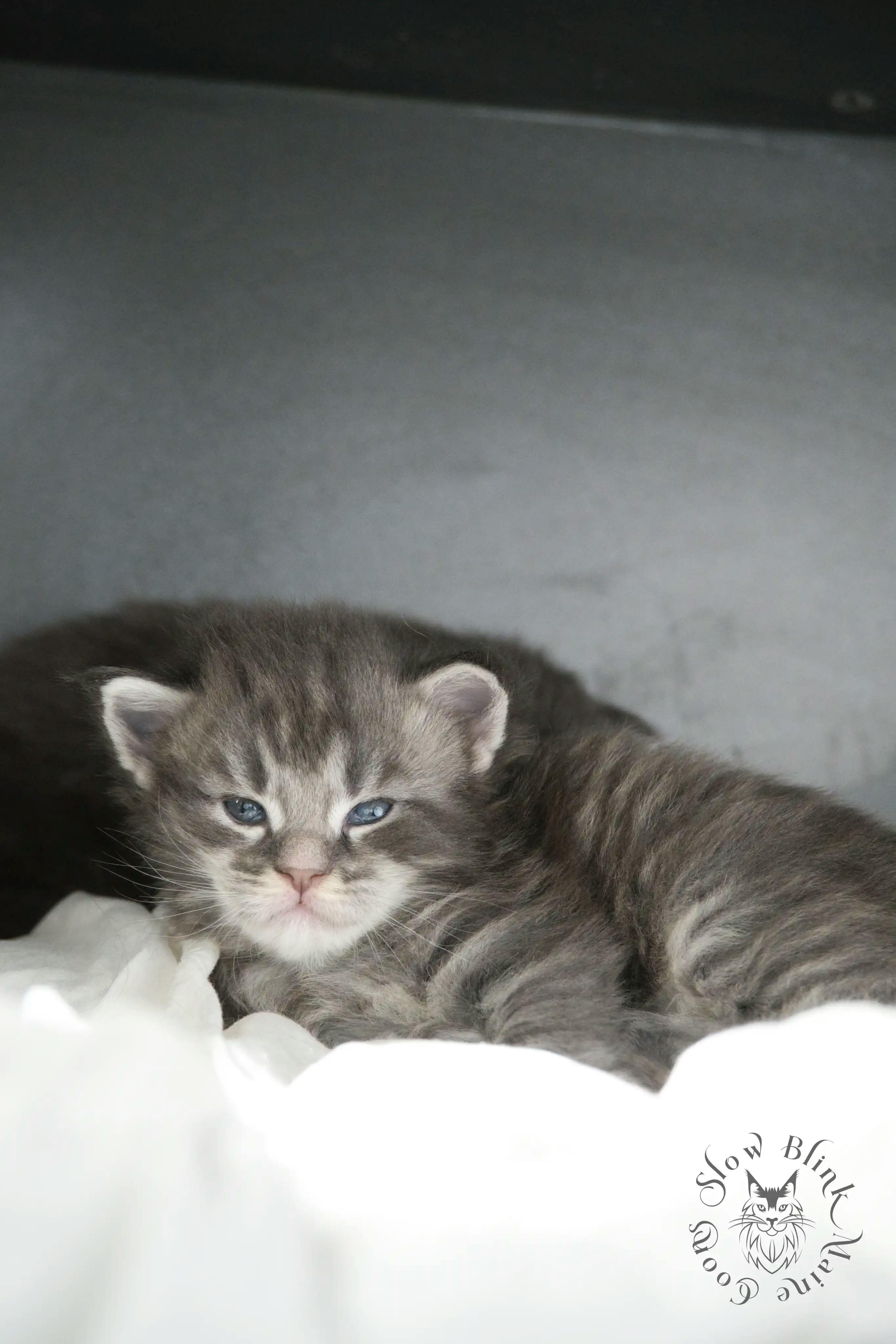 Blue Silver Tabby Maine Coon Kittens > blue silver tabby maine coon kitten | slowblinkmainecoons | 789