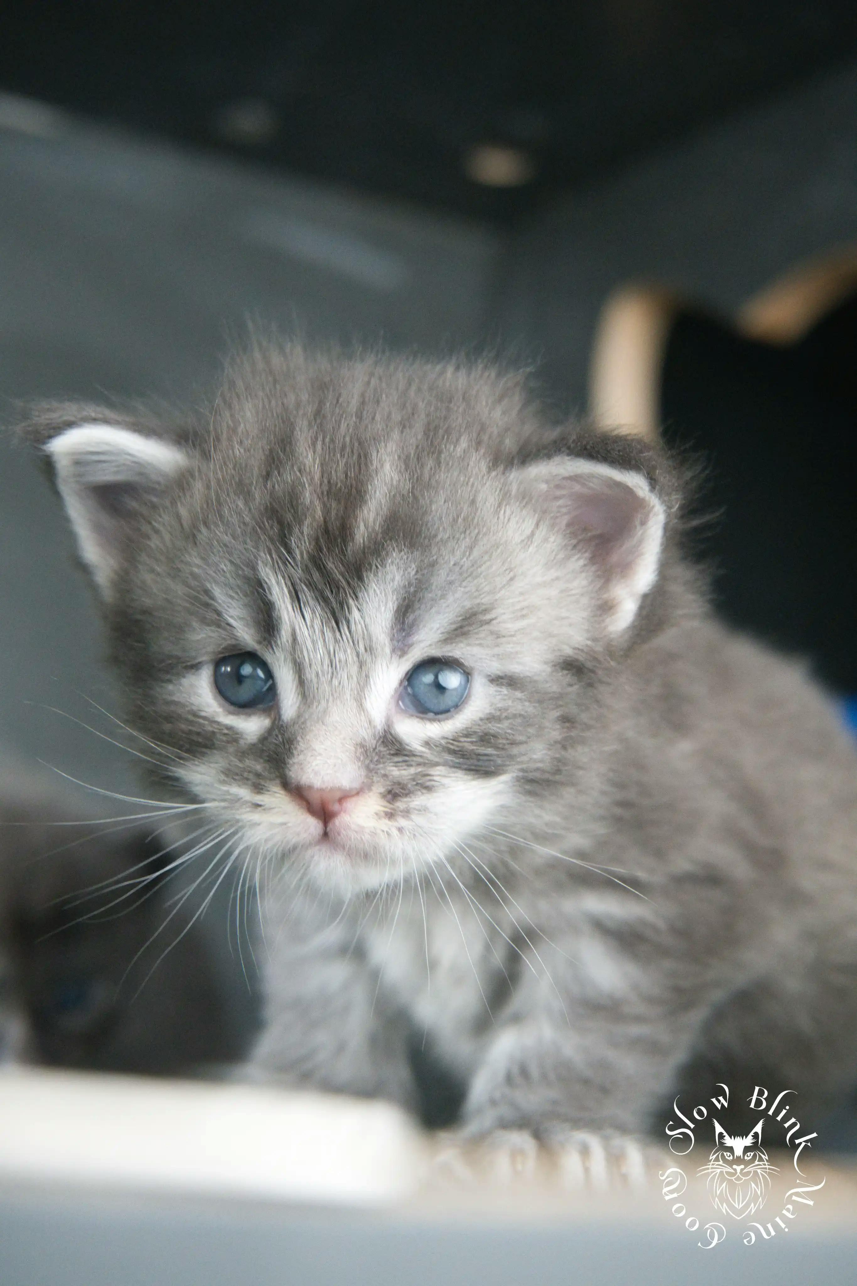 Blue Silver Tabby Maine Coon Kittens > blue silver tabby maine coon kitten | slowblinkmainecoons | 791
