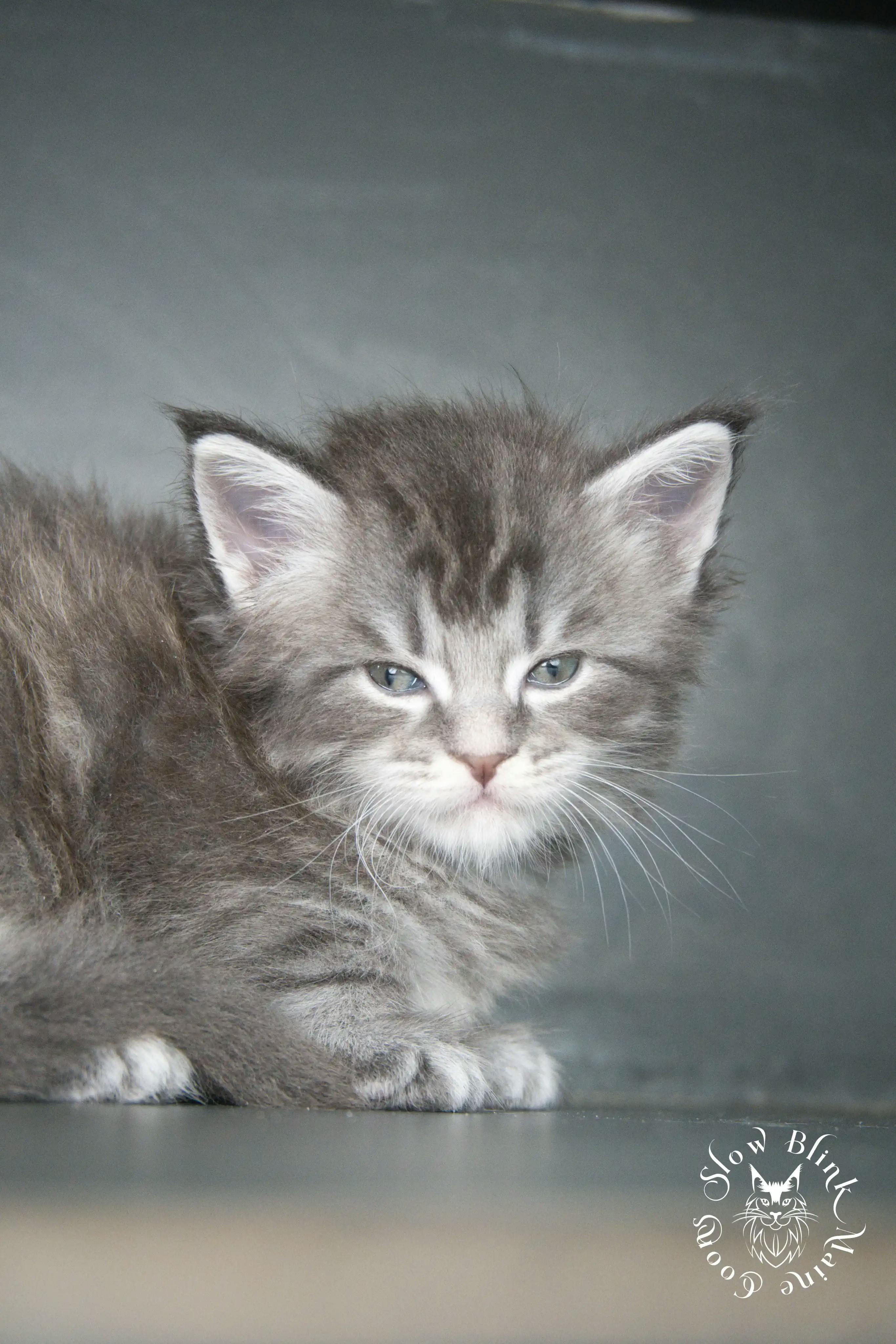 Blue Silver Tabby Maine Coon Kittens > blue silver tabby maine coon kitten | slowblinkmainecoons | 832