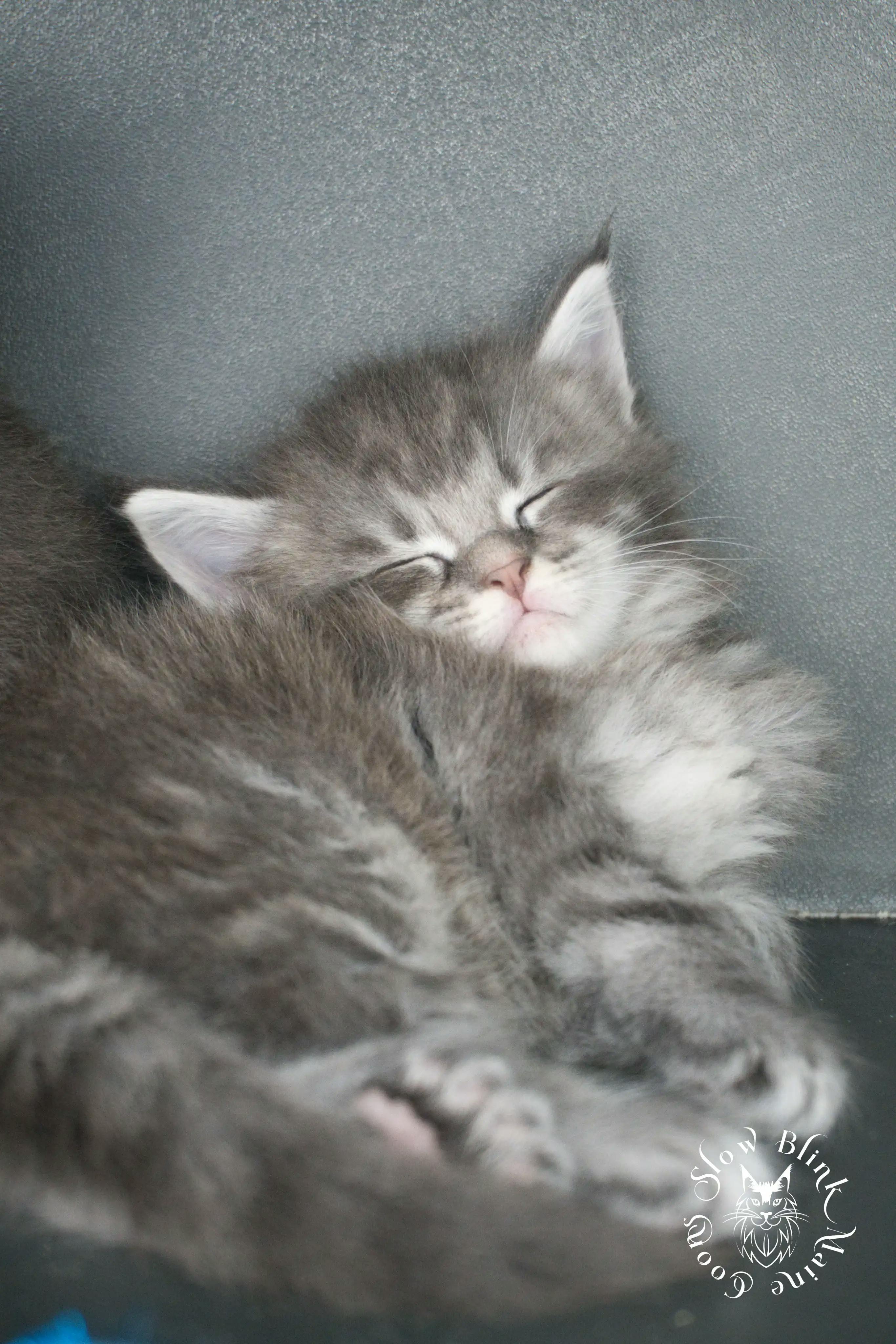 Blue Silver Tabby Maine Coon Kittens > blue silver tabby maine coon kitten | slowblinkmainecoons | 834