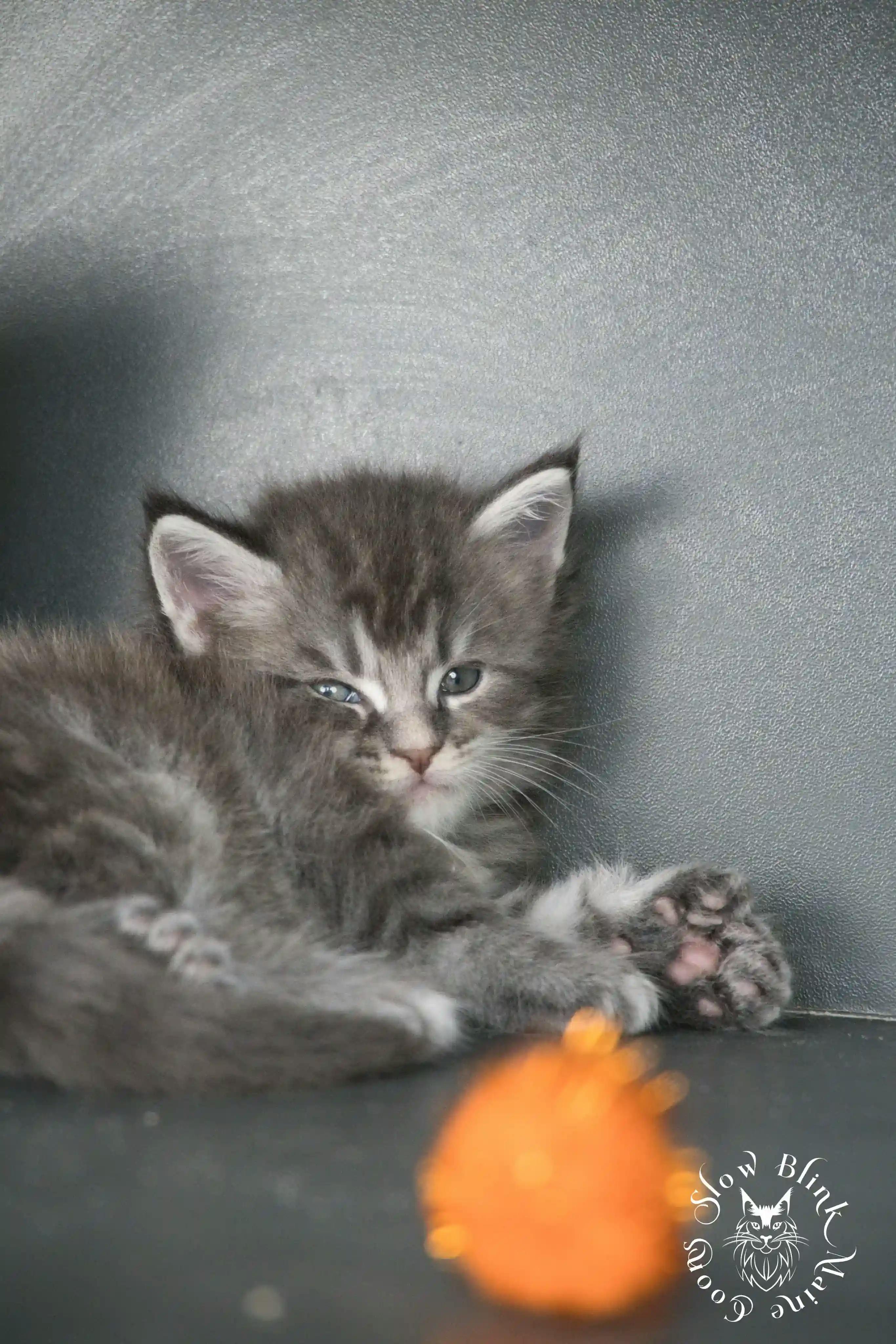 Blue Silver Tabby Maine Coon Kittens > blue silver tabby maine coon kitten | slowblinkmainecoons | 835