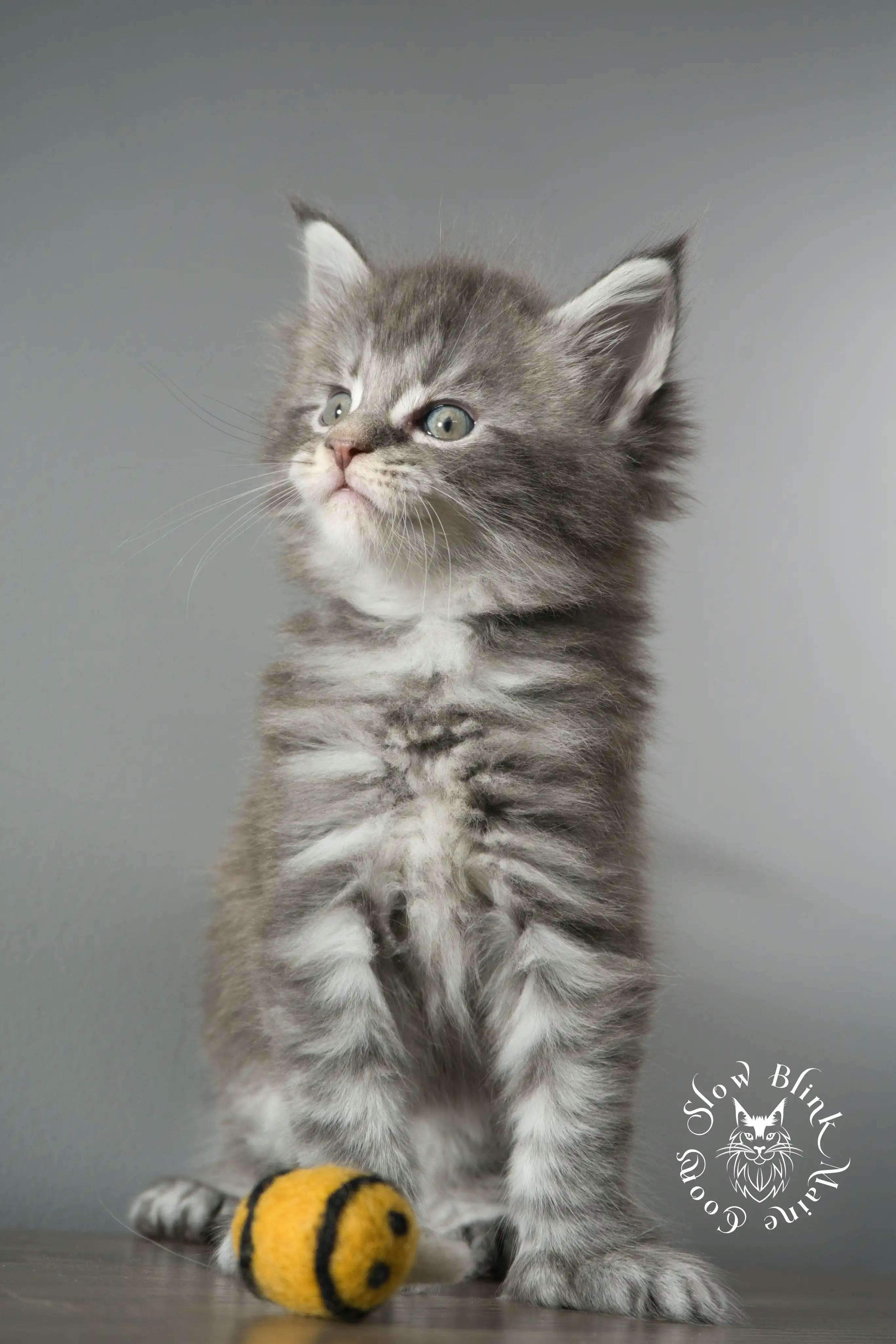 Blue Silver Tabby Maine Coon Kittens > blue silver tabby maine coon kitten | slowblinkmainecoons | 895