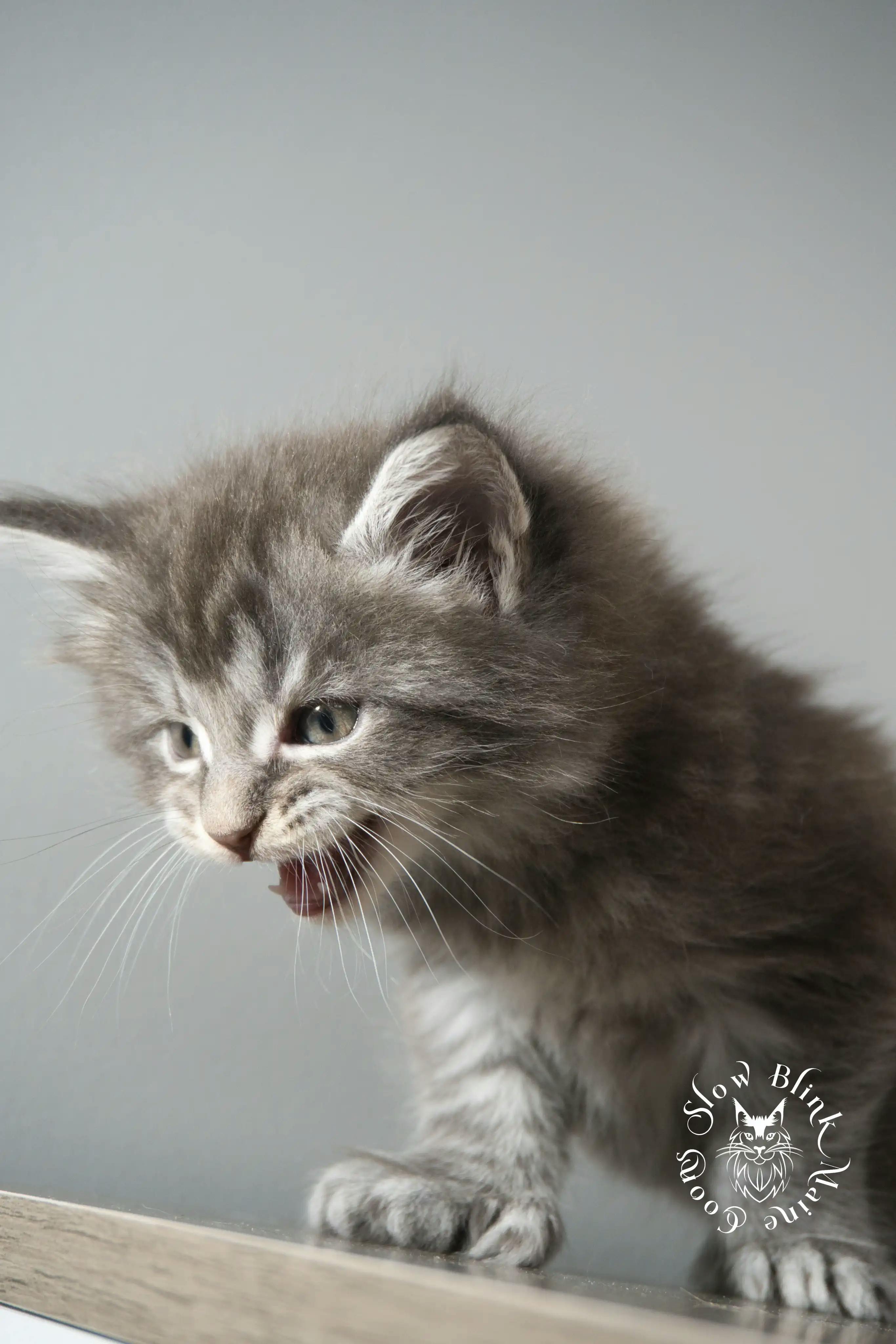 Blue Silver Tabby Maine Coon Kittens > blue silver tabby maine coon kitten | slowblinkmainecoons | 896