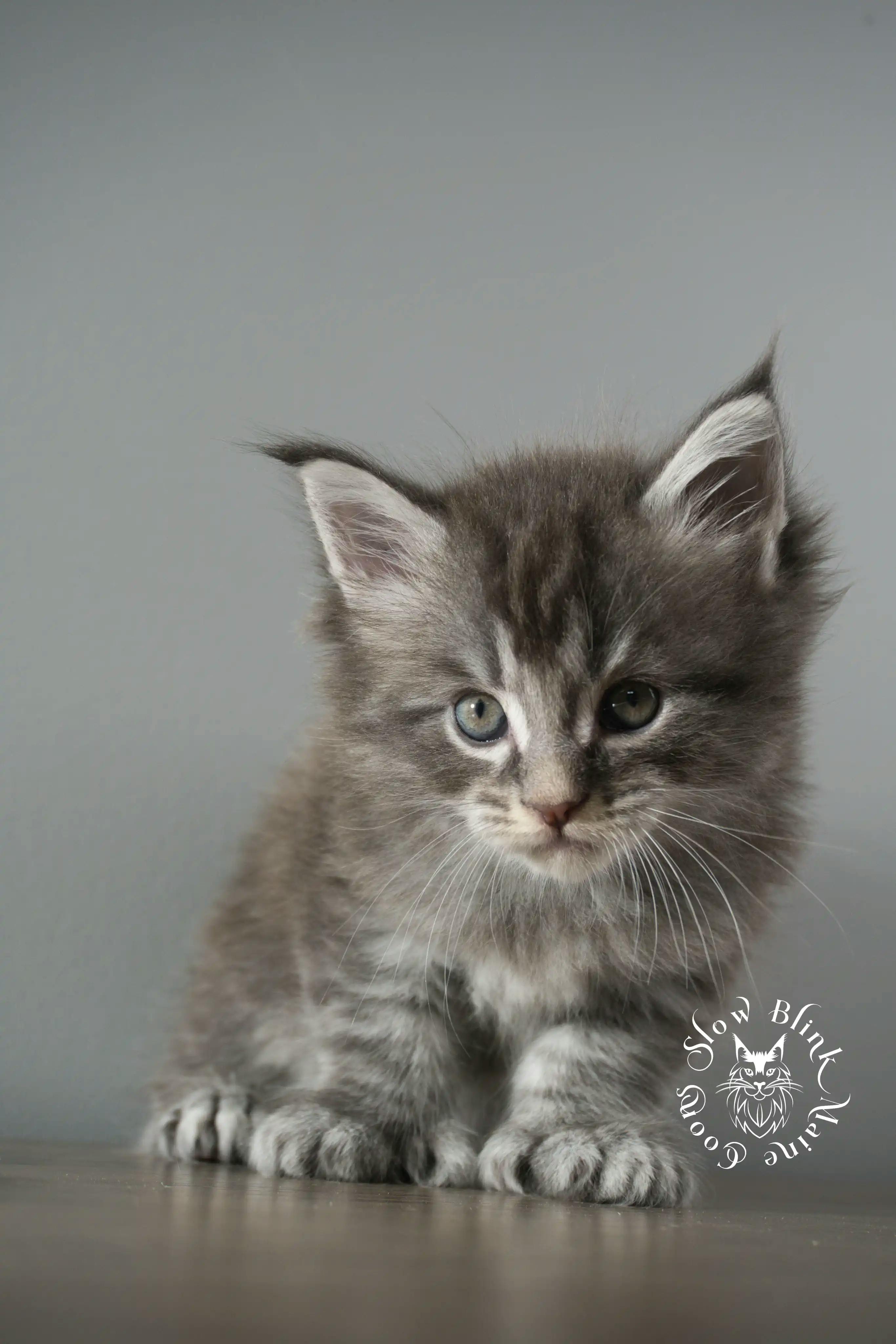 Blue Silver Tabby Maine Coon Kittens > blue silver tabby maine coon kitten | slowblinkmainecoons | 897