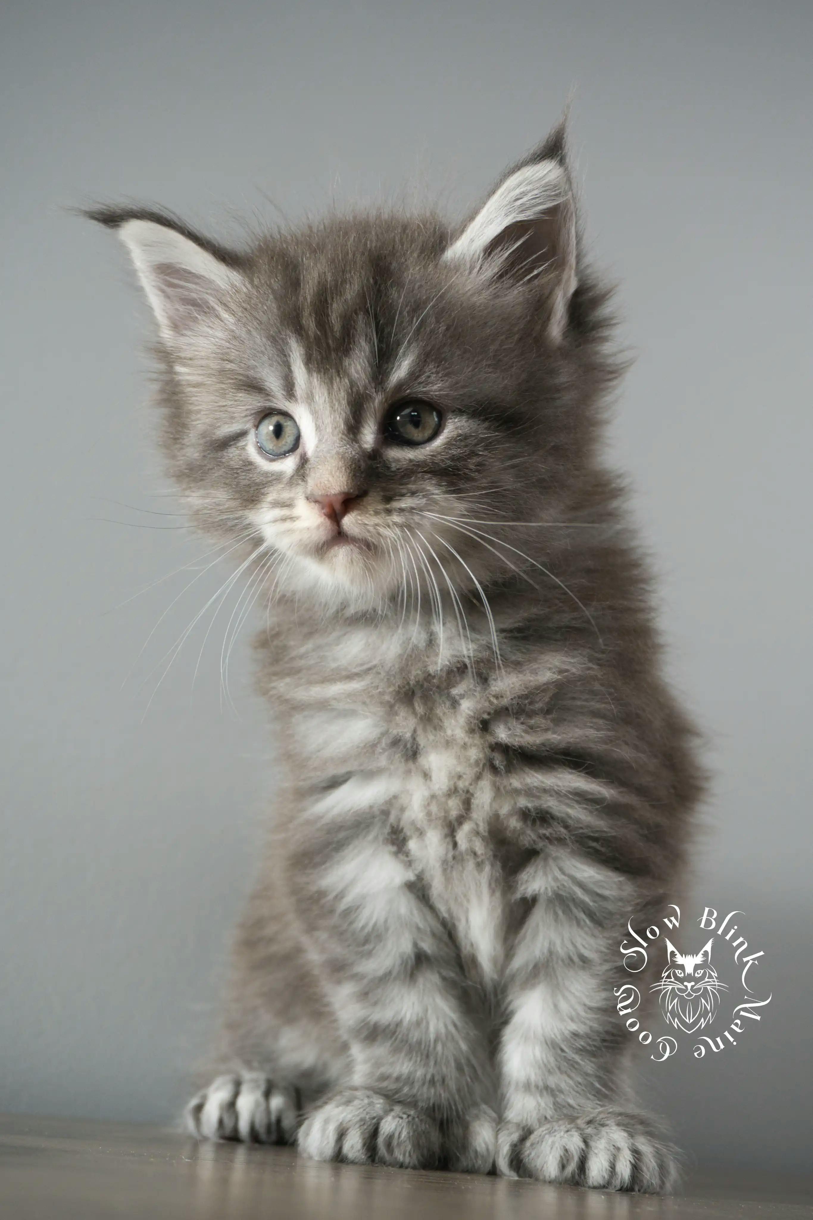 Blue Silver Tabby Maine Coon Kittens > blue silver tabby maine coon kitten | slowblinkmainecoons | 898