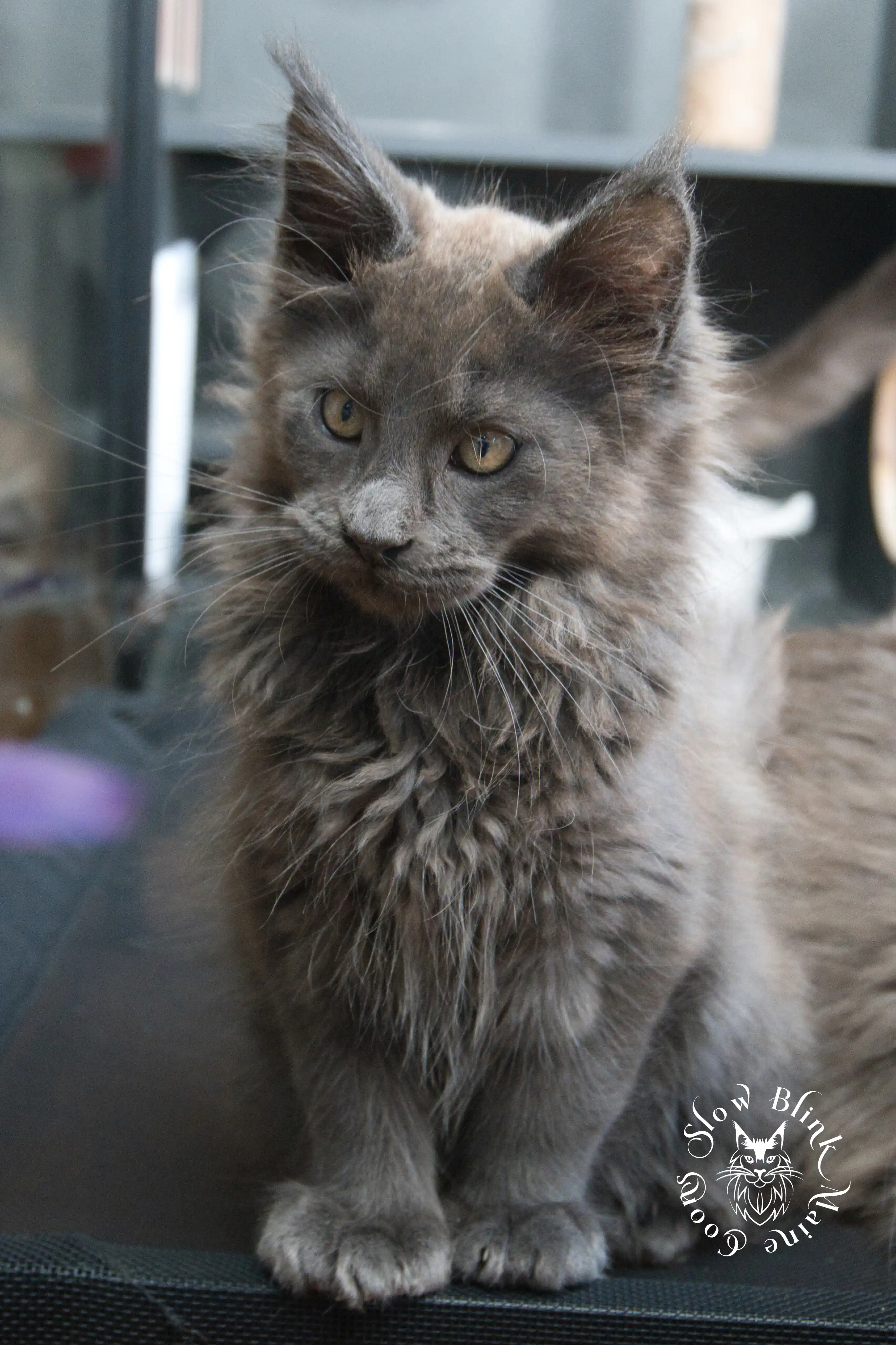 Blue Smoke Maine Coon Kittens > blue smoke | maine coon kitten | ems code as | slowblinkmainecoons | 00