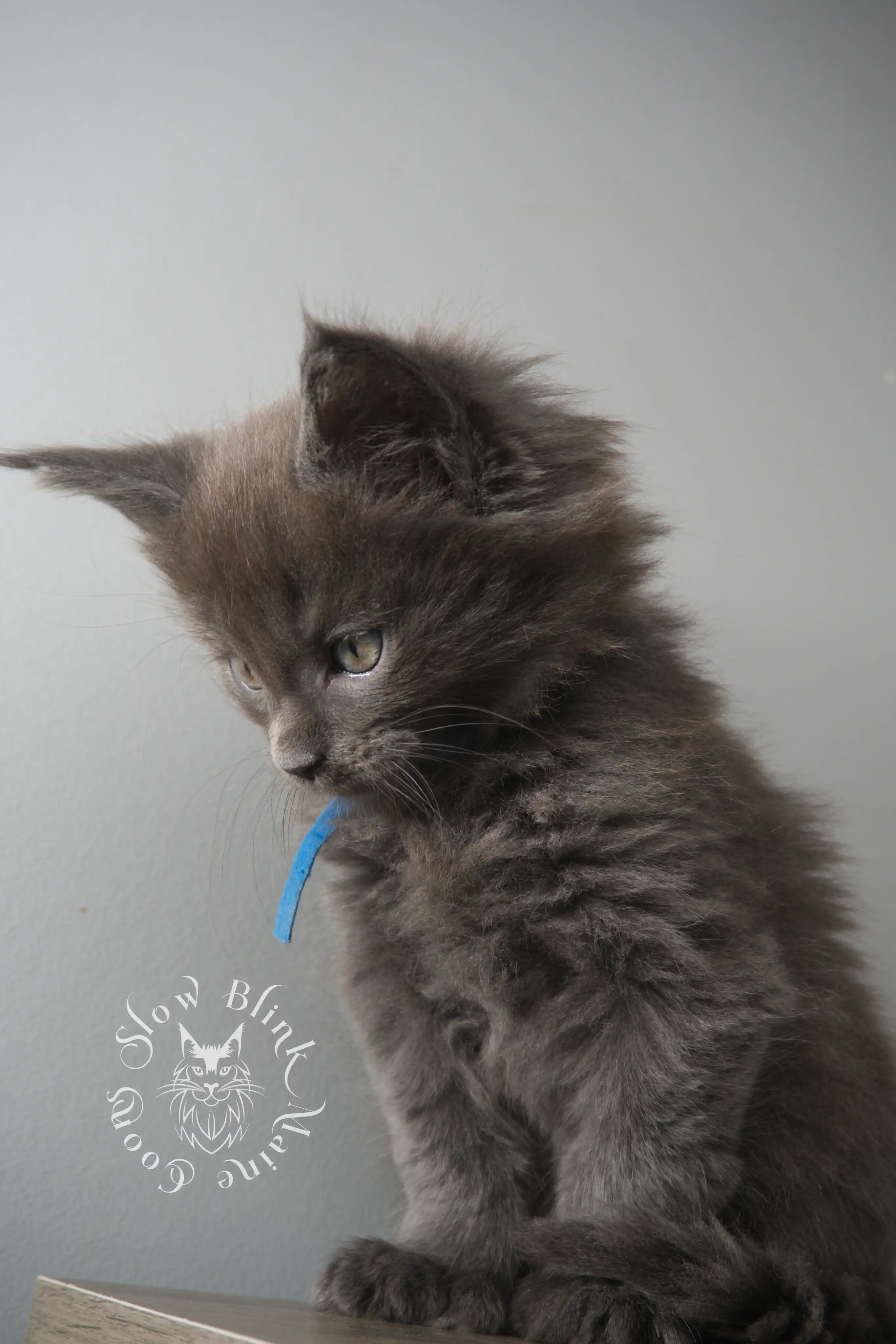 Blue Smoke Maine Coon Kittens > blue smoke | maine coon kitten | ems code as | slowblinkmainecoons | 01