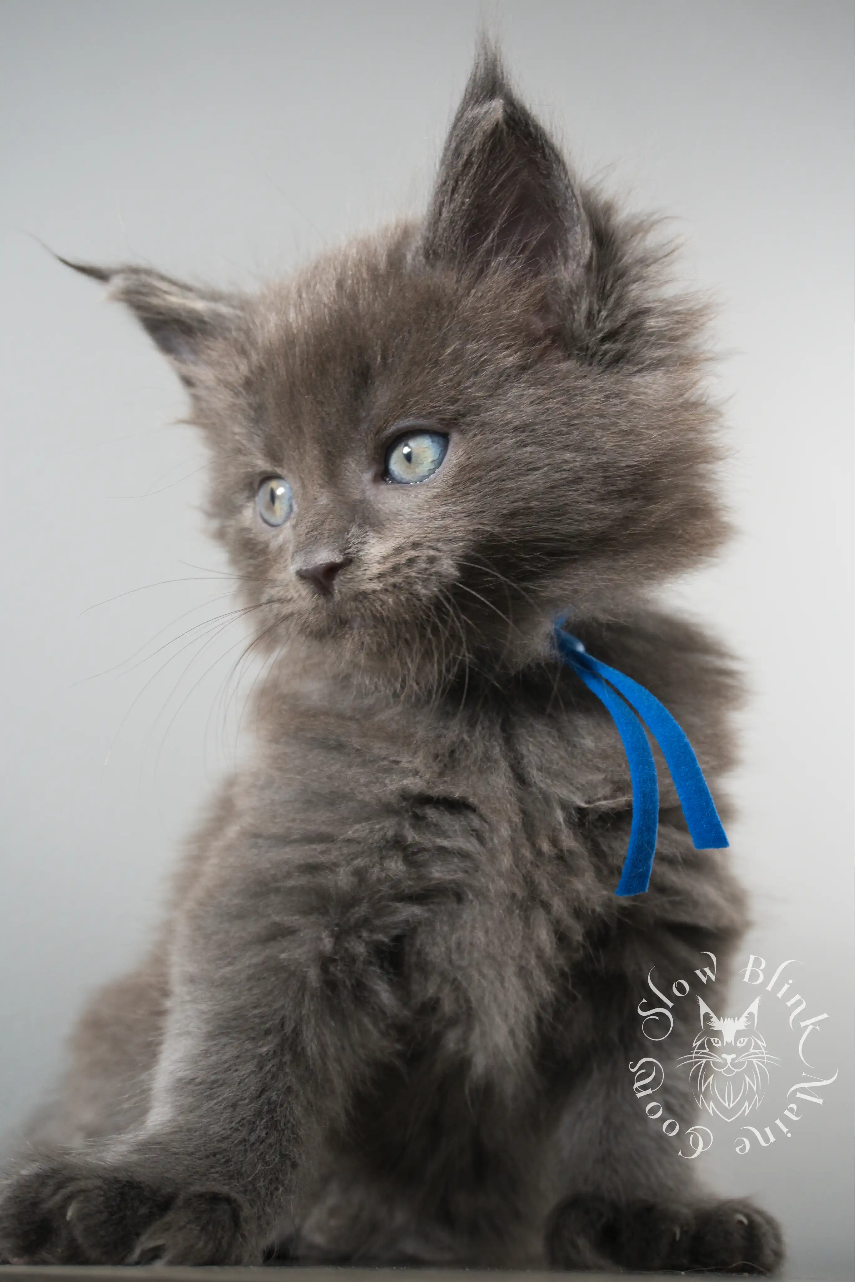 Blue Smoke Maine Coon kitten for sale (now sold or kept in the cattery) photo