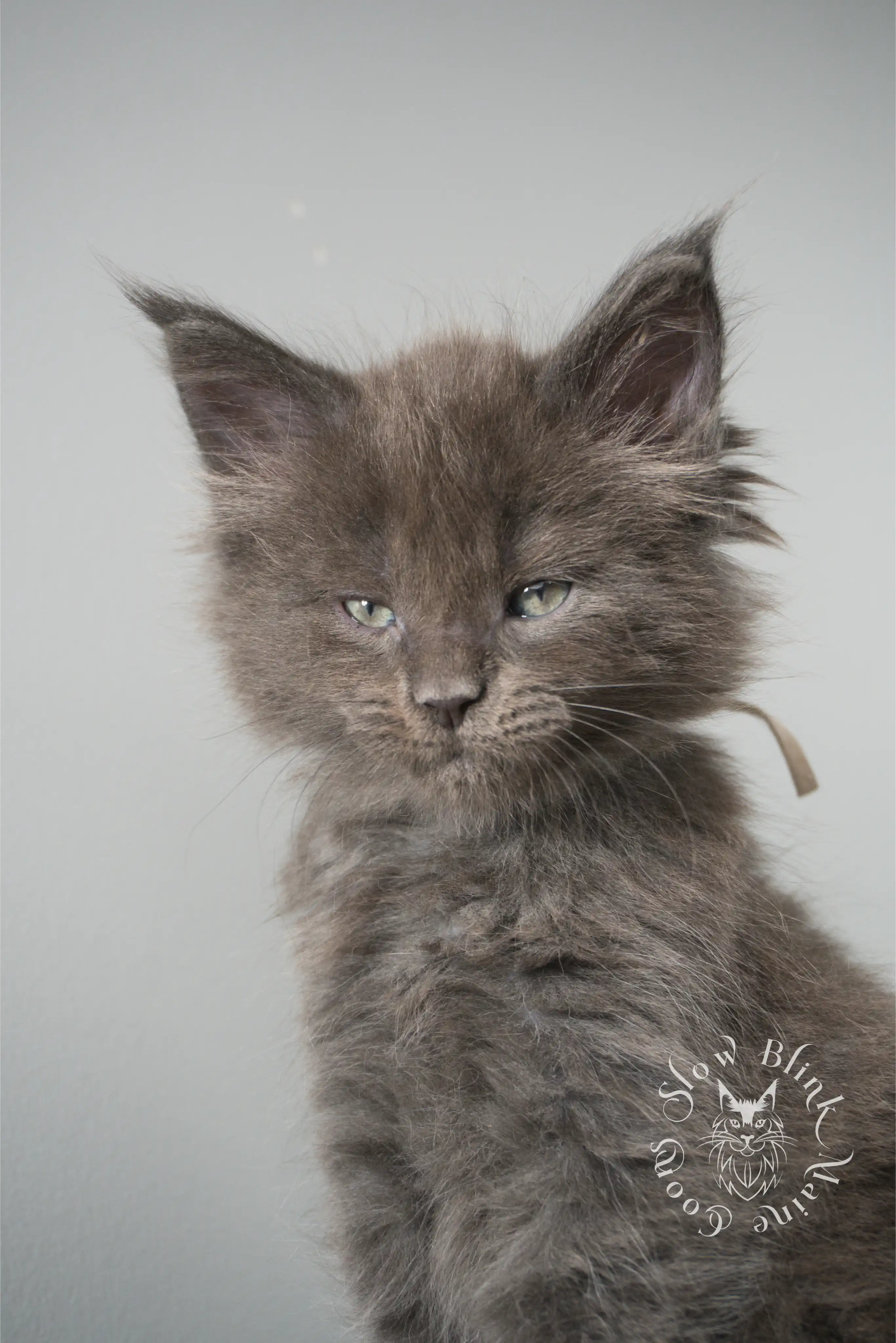 Blue Smoke Maine Coon Kittens > blue smoke | maine coon kitten | ems code as | slowblinkmainecoons | 04