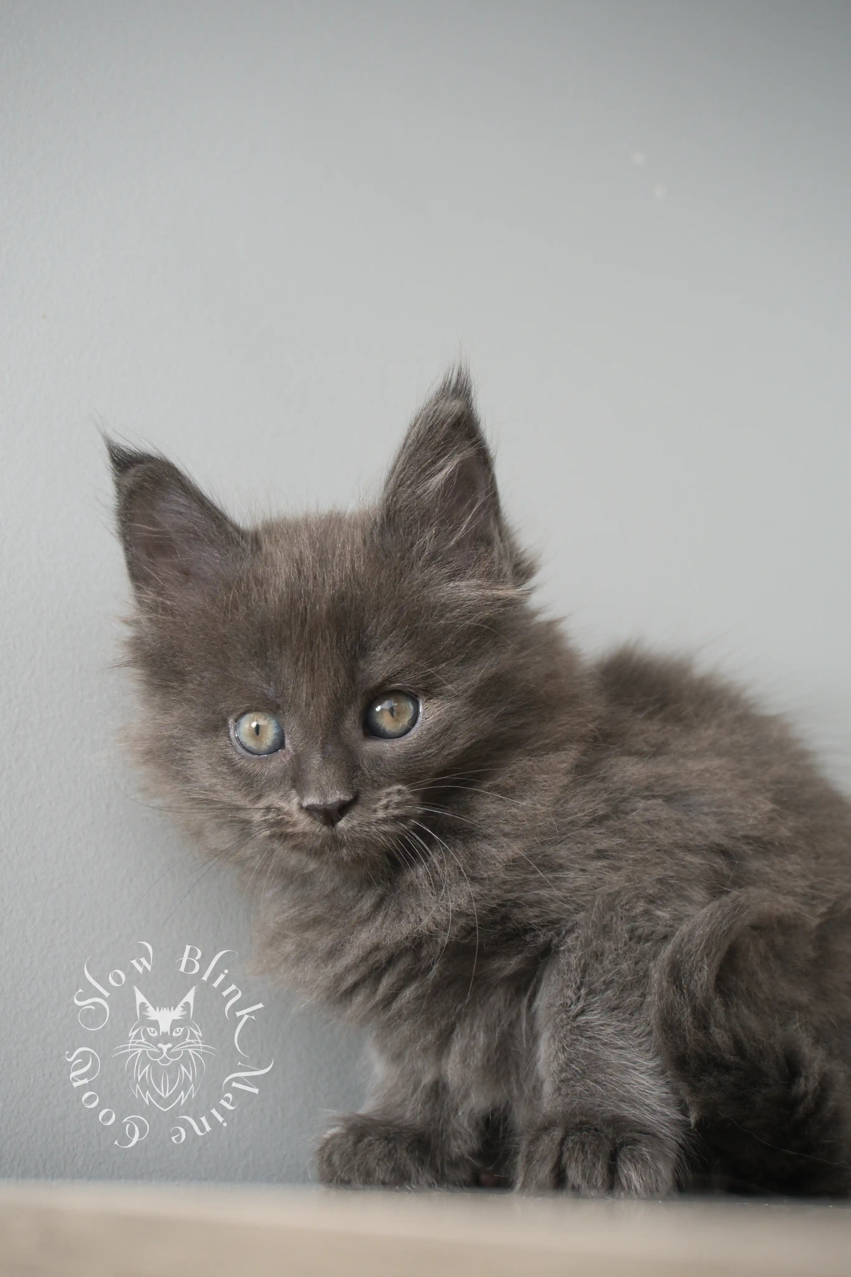 Blue Smoke Maine Coon Kittens > blue smoke | maine coon kitten | ems code as | slowblinkmainecoons | 05