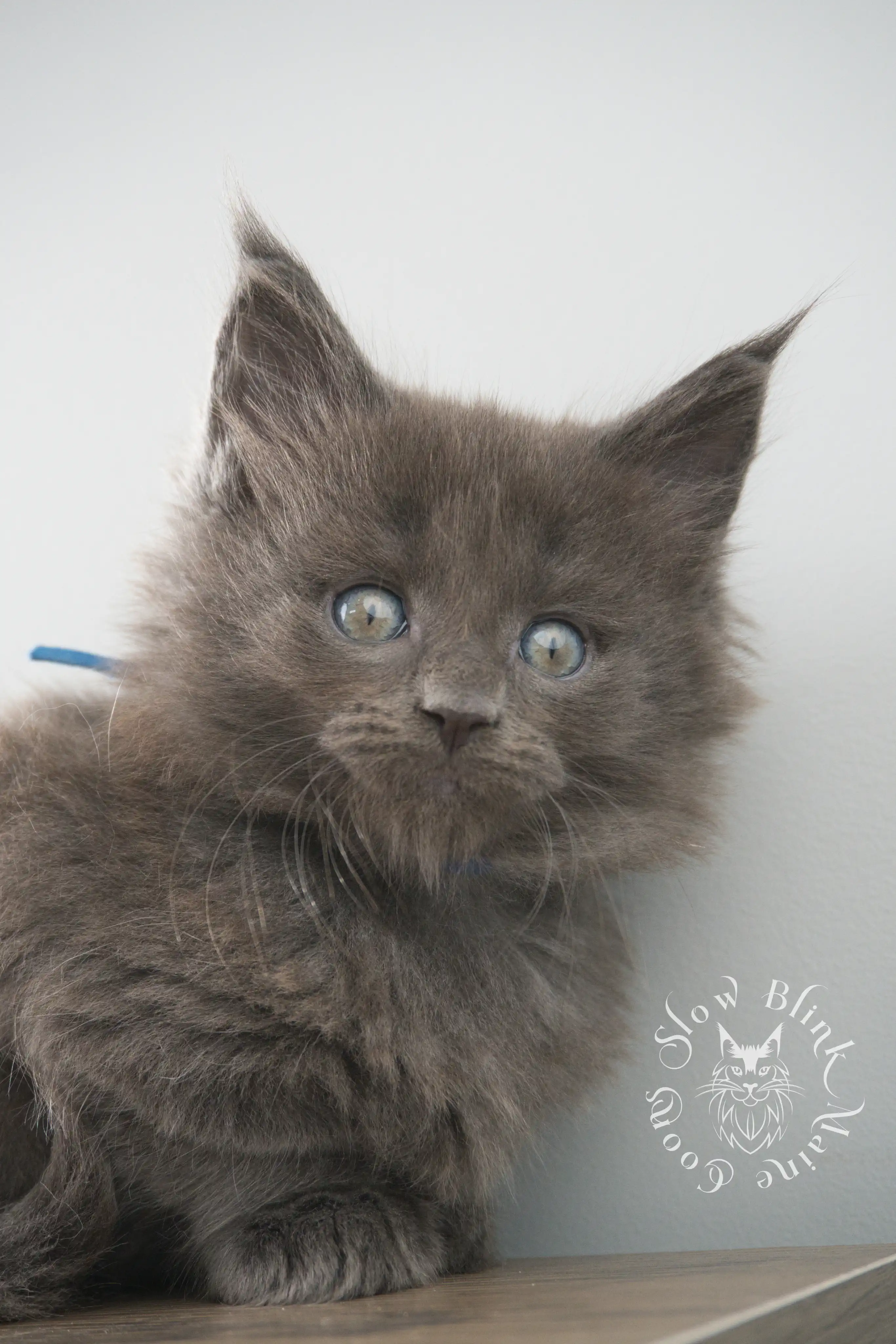 Blue Smoke Maine Coon Kittens > blue smoke | maine coon kitten | ems code as | slowblinkmainecoons | 102