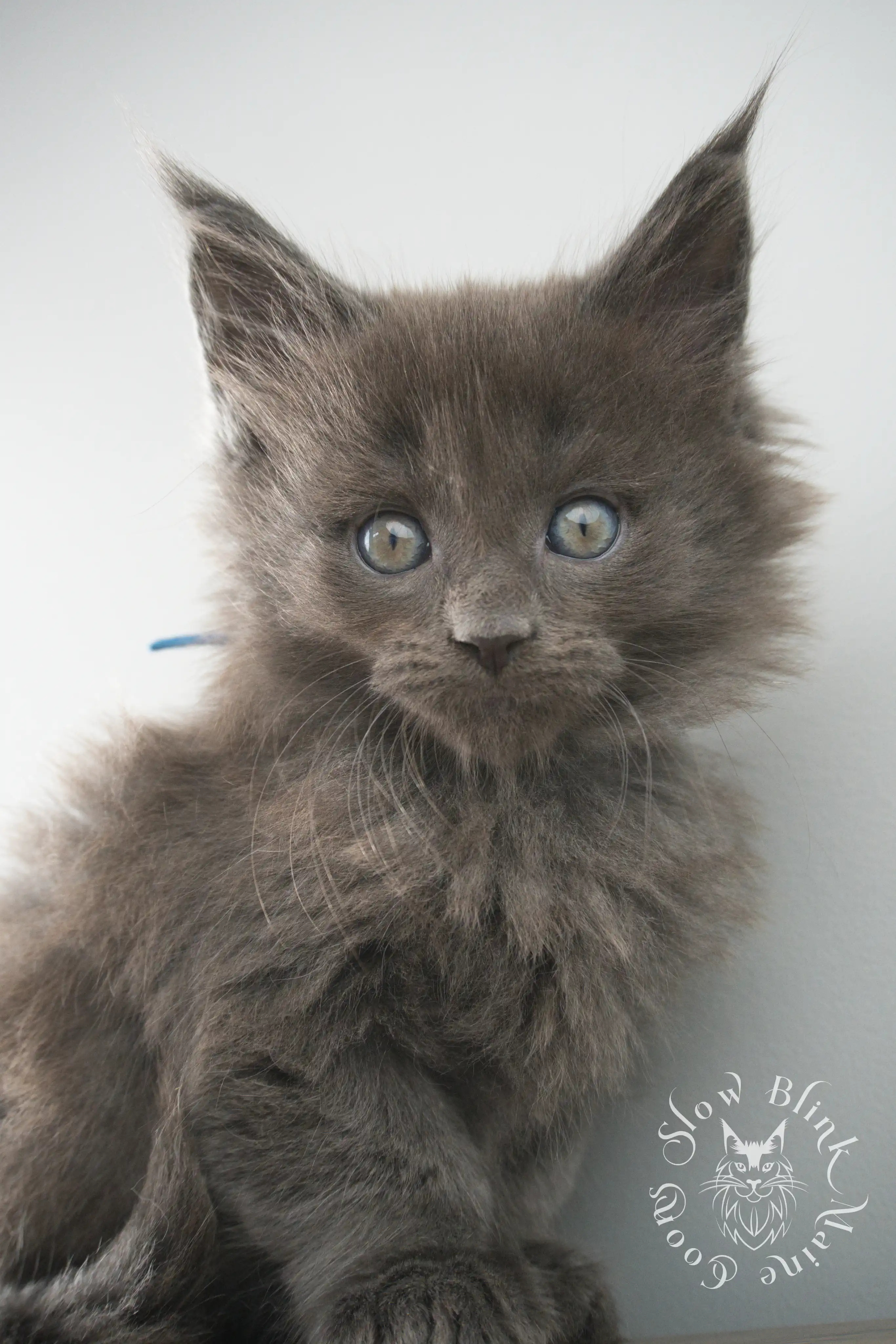 Blue Smoke Maine Coon Kittens > blue smoke | maine coon kitten | ems code as | slowblinkmainecoons | 103