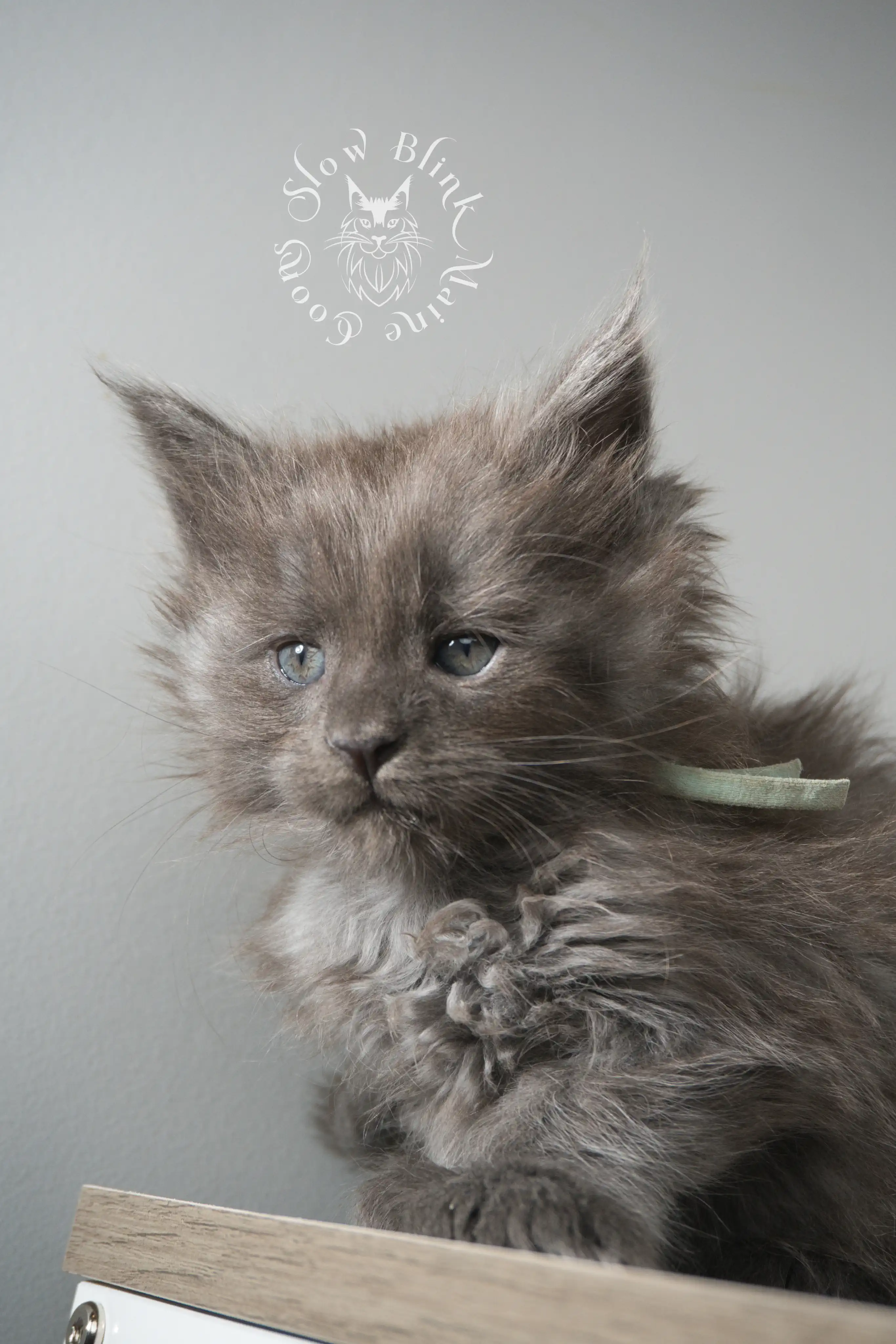 Blue Smoke Maine Coon Kittens > blue smoke | maine coon kitten | ems code as | slowblinkmainecoons | 104