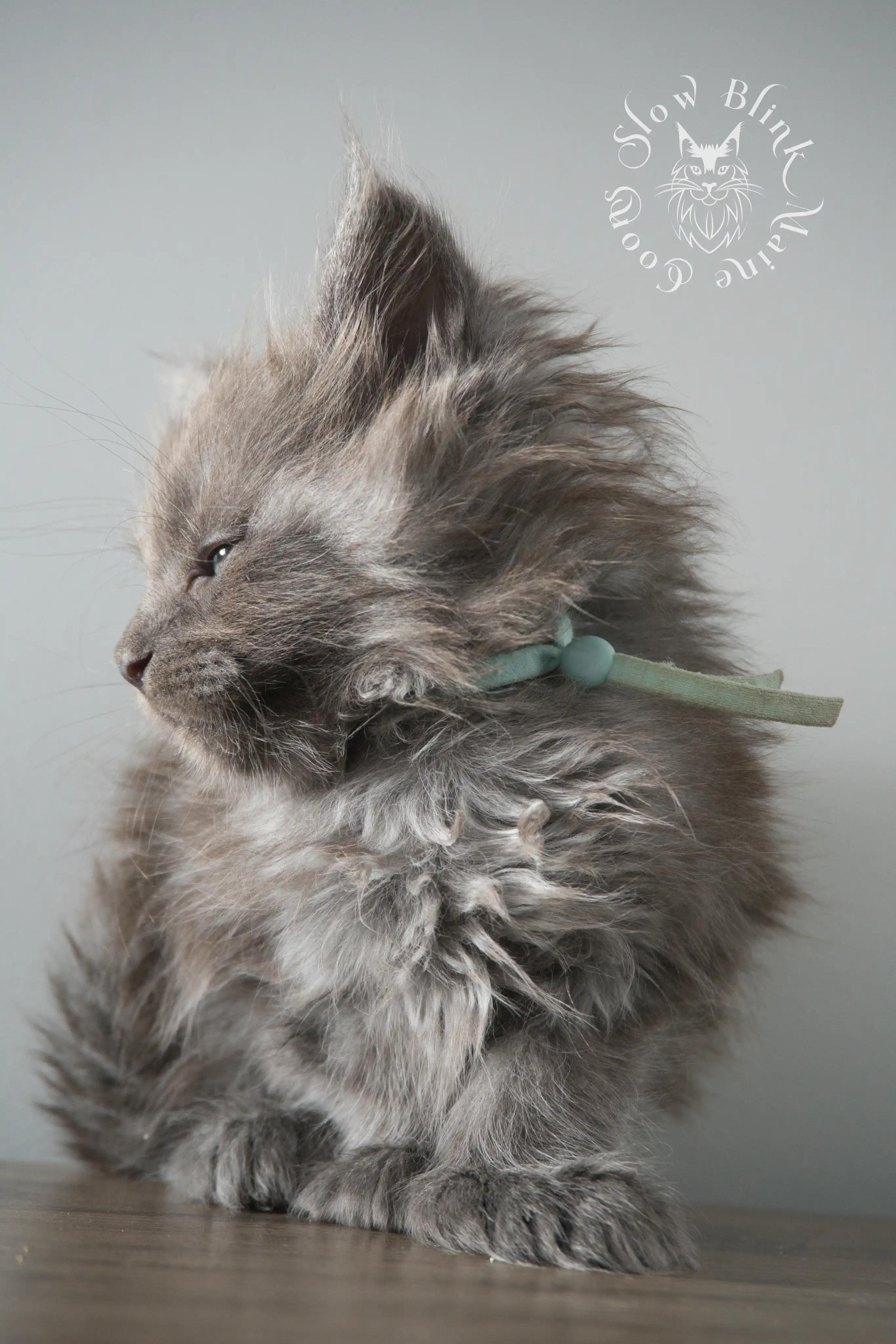 Blue Smoke Maine Coon Kittens > blue smoke | maine coon kitten | ems code as | slowblinkmainecoons | 105