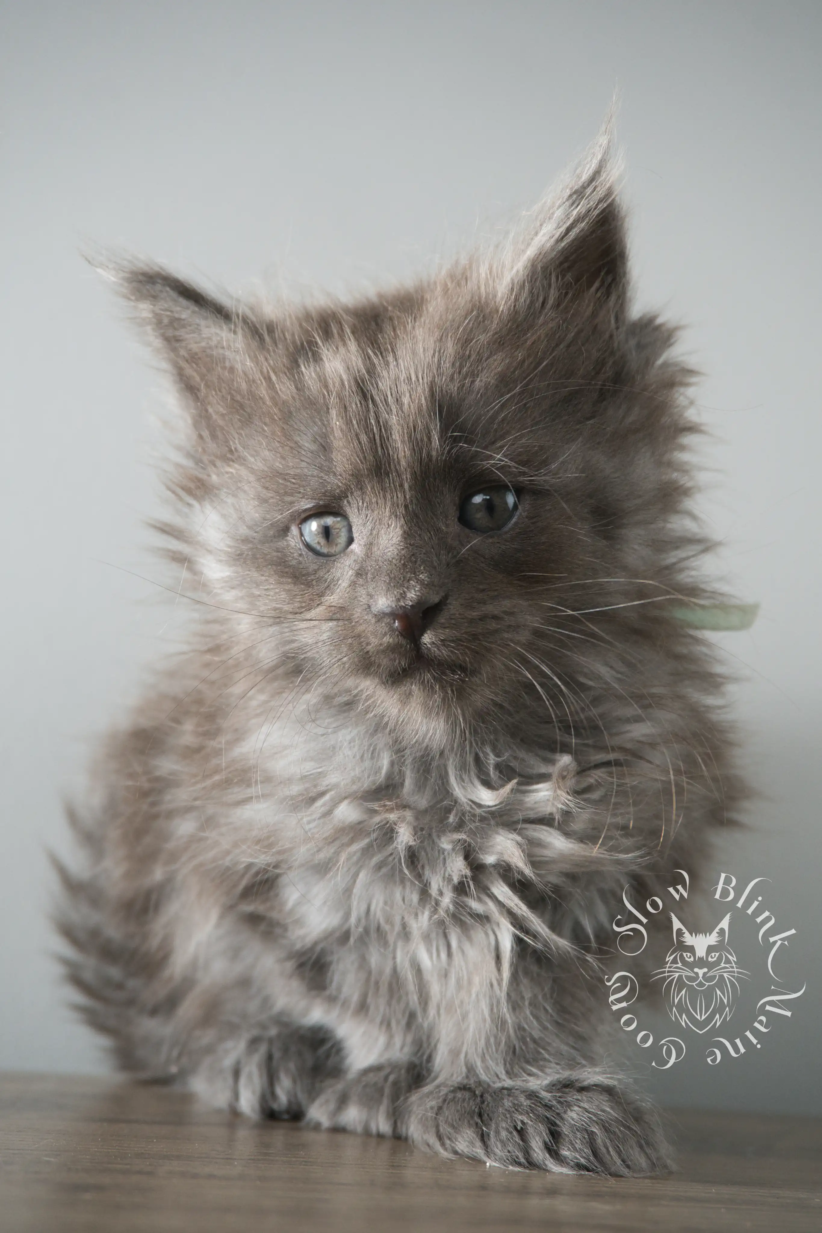 Blue Smoke Maine Coon Kittens > blue smoke | maine coon kitten | ems code as | slowblinkmainecoons | 106