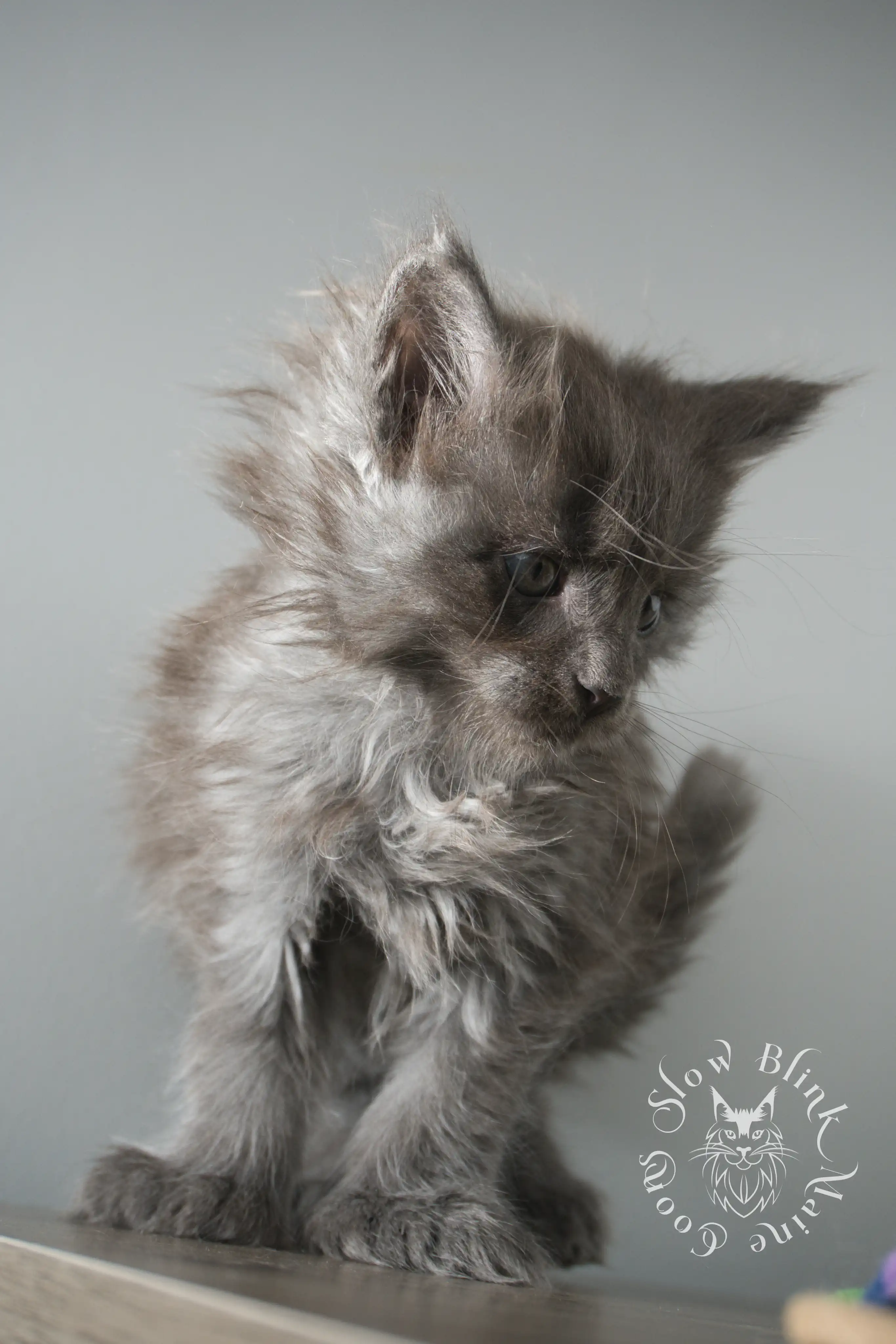 Blue Smoke Maine Coon Kittens > blue smoke | maine coon kitten | ems code as | slowblinkmainecoons | 107