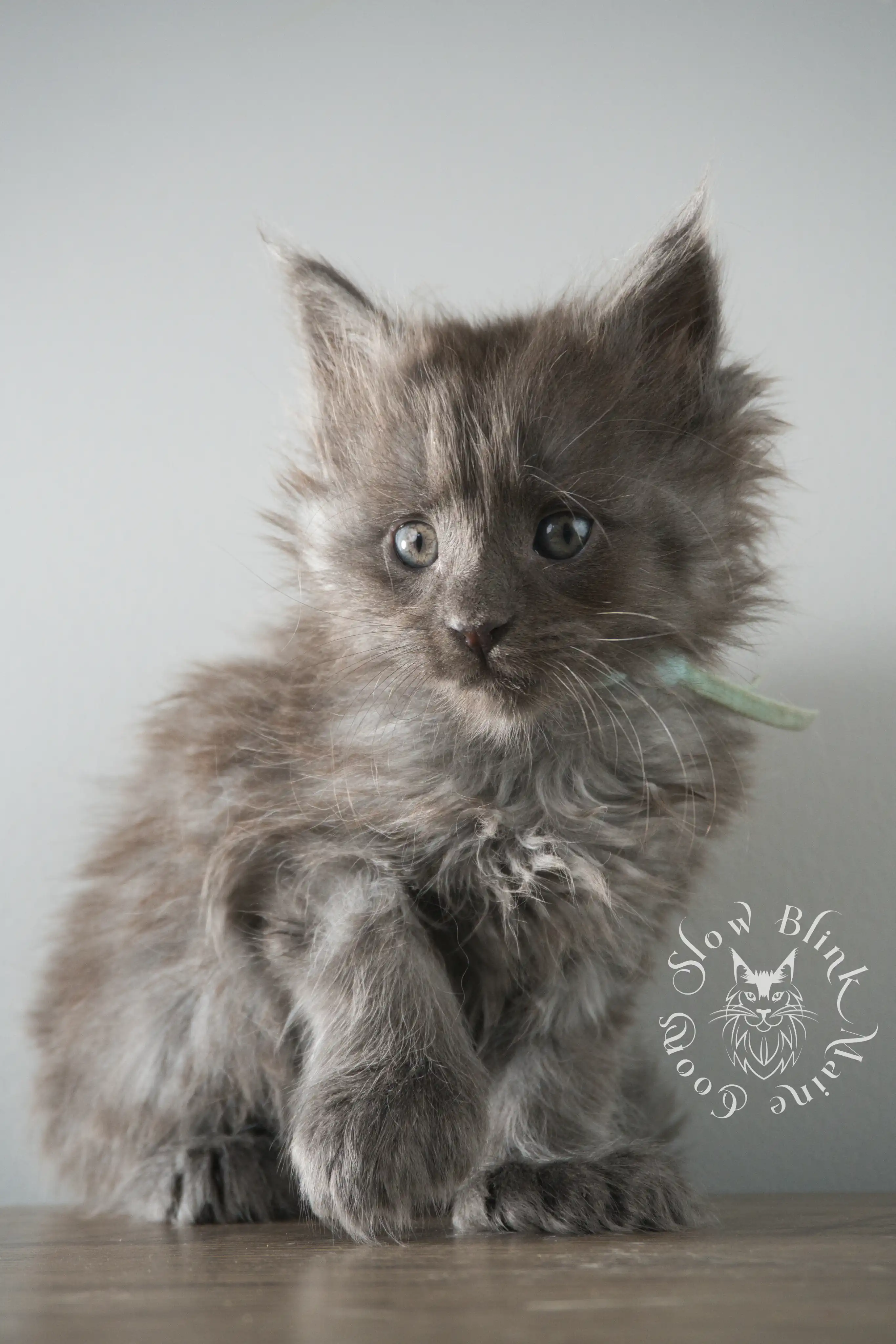 Blue Smoke Maine Coon Kittens > blue smoke | maine coon kitten | ems code as | slowblinkmainecoons | 108