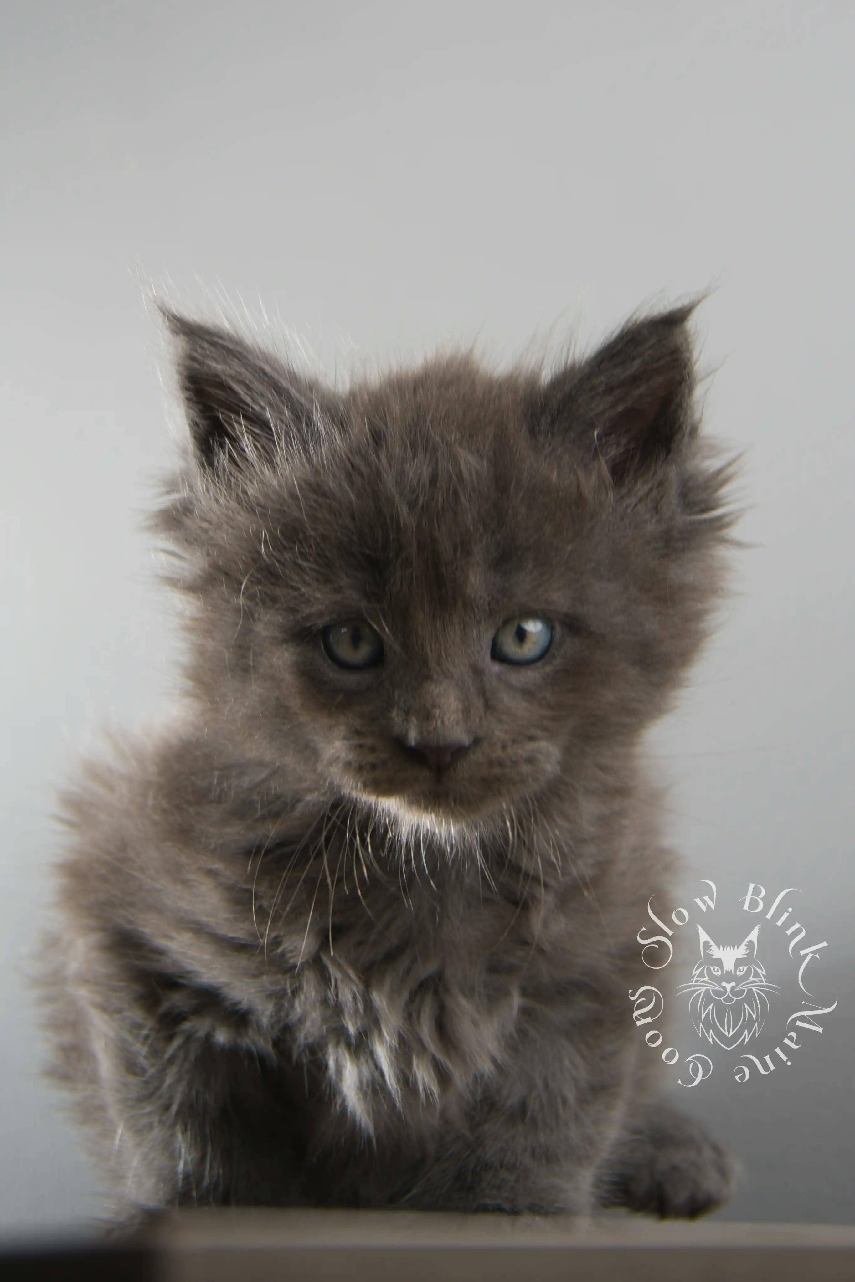 Blue Smoke Maine Coon Kittens > blue smoke | maine coon kitten | ems code as | slowblinkmainecoons | 109