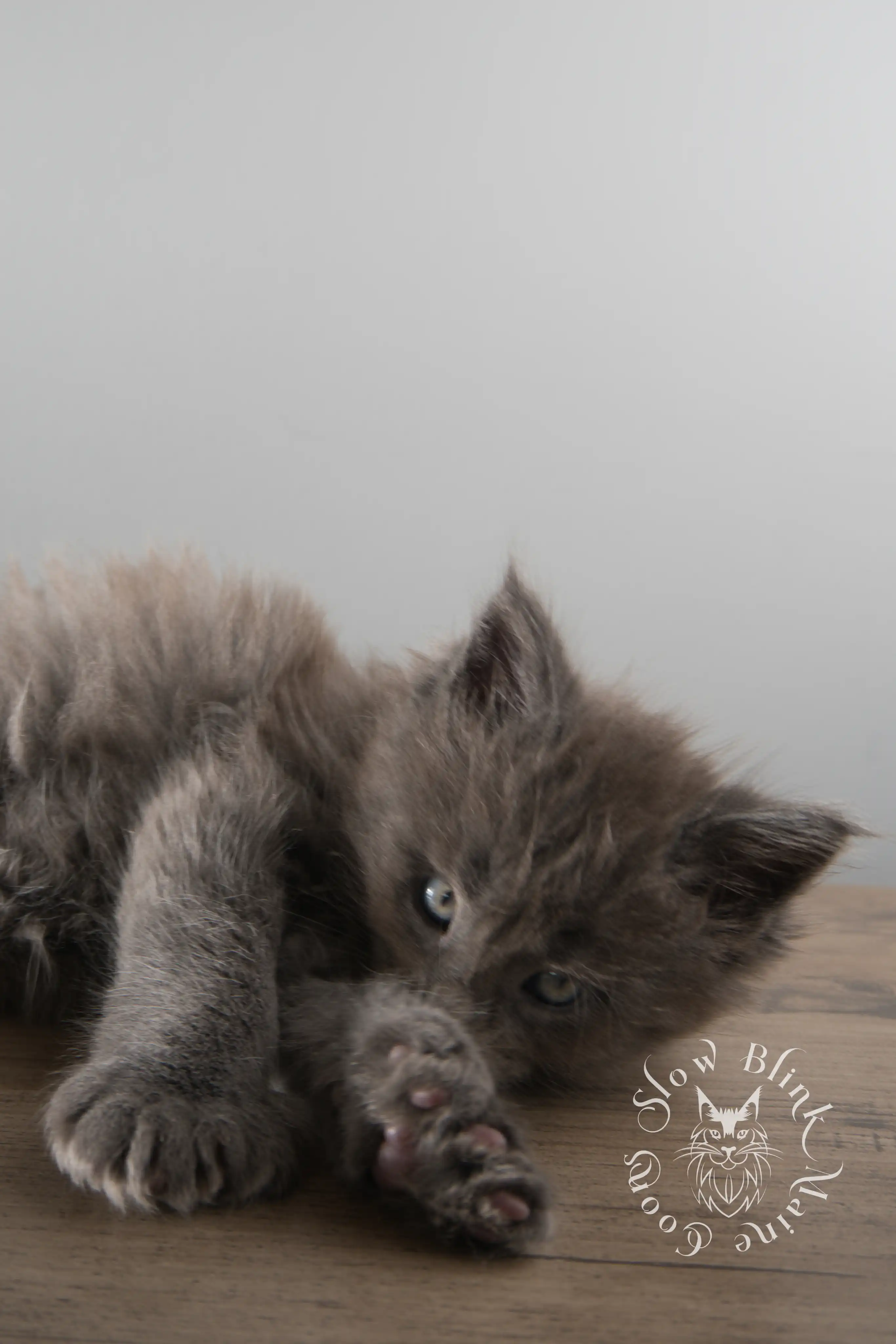 Blue Smoke Maine Coon Kittens > blue smoke | maine coon kitten | ems code as | slowblinkmainecoons | 110