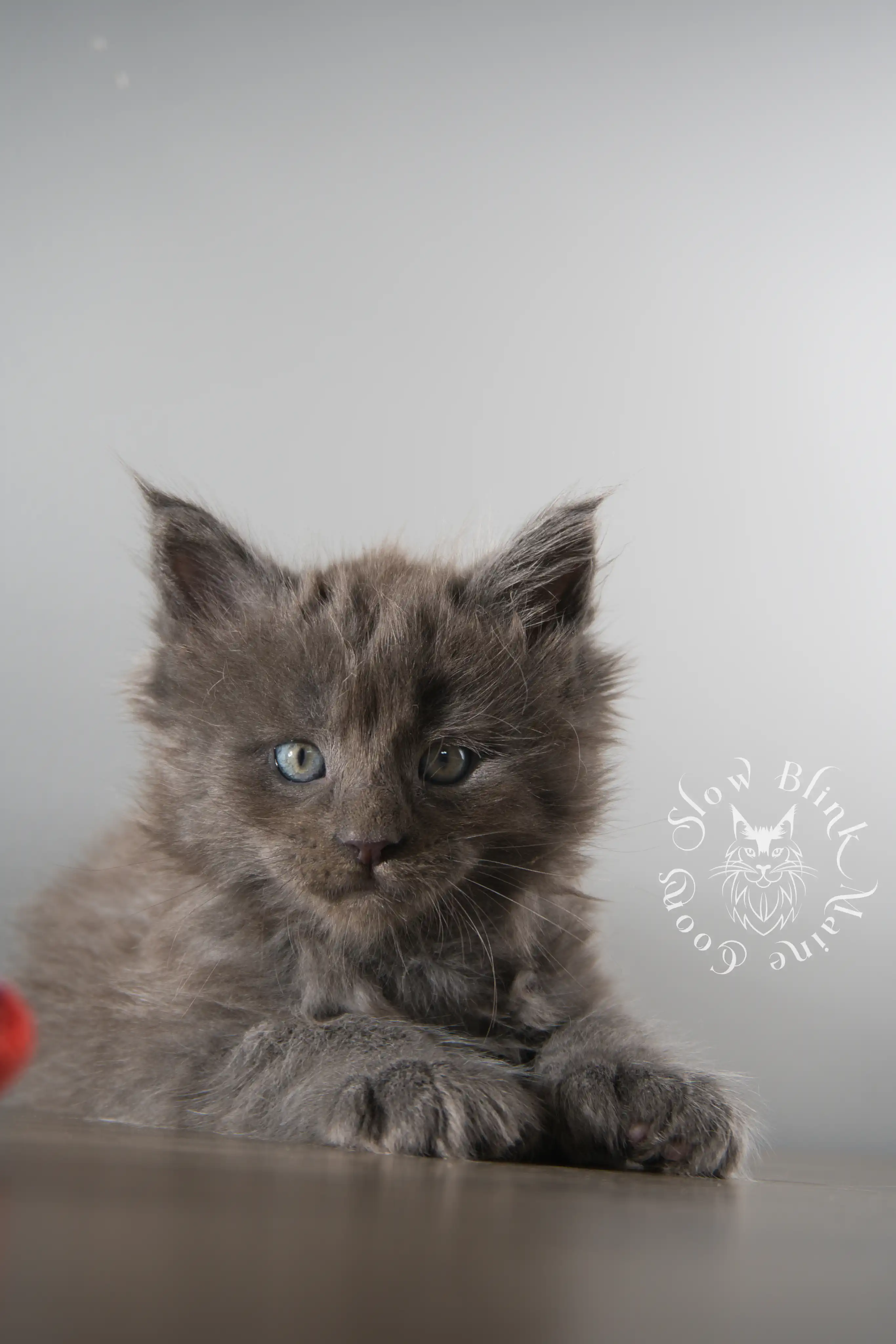 Blue Smoke Maine Coon Kittens > blue smoke | maine coon kitten | ems code as | slowblinkmainecoons | 111