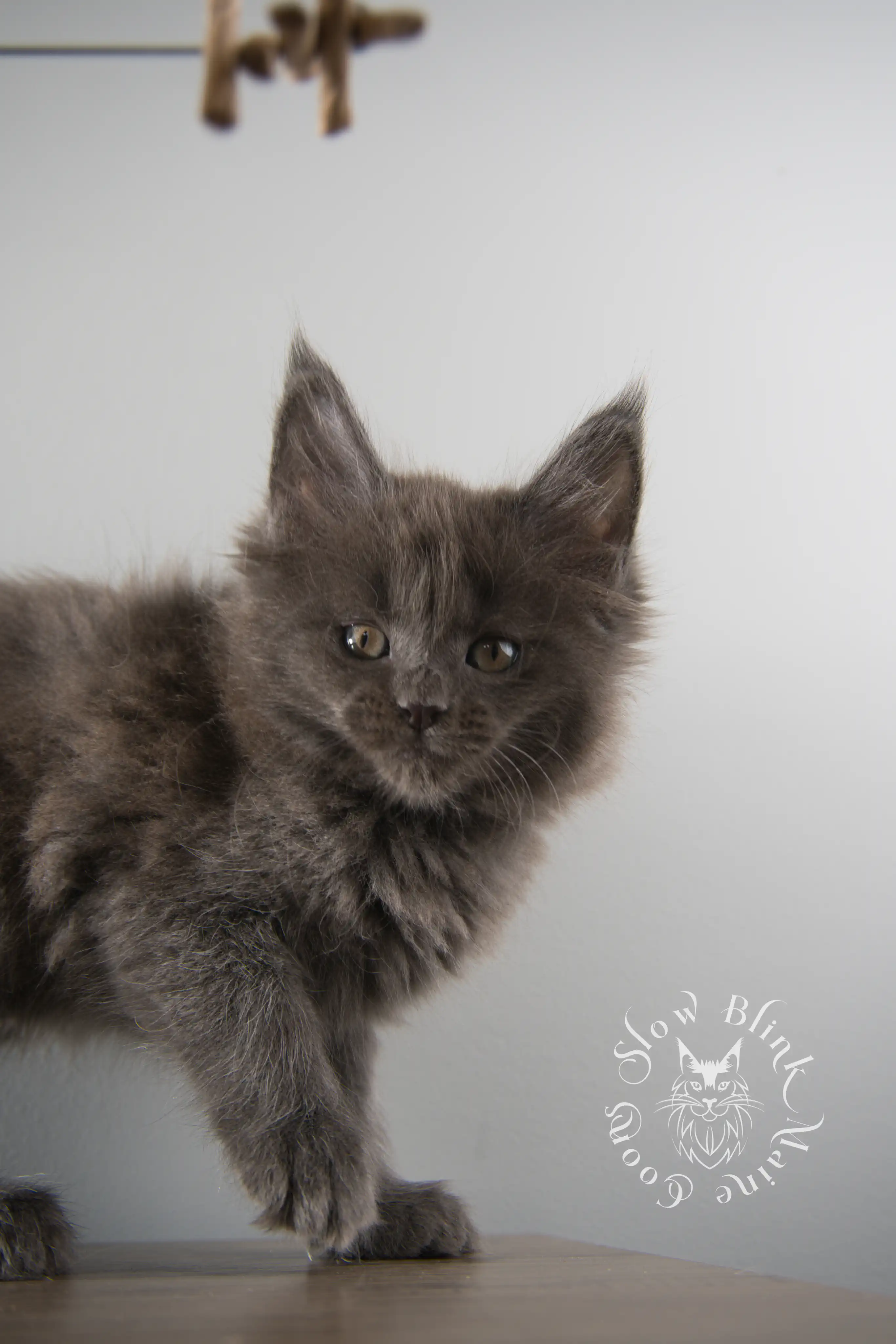 Blue Smoke Maine Coon Kittens > blue smoke | maine coon kitten | ems code as | slowblinkmainecoons | 112