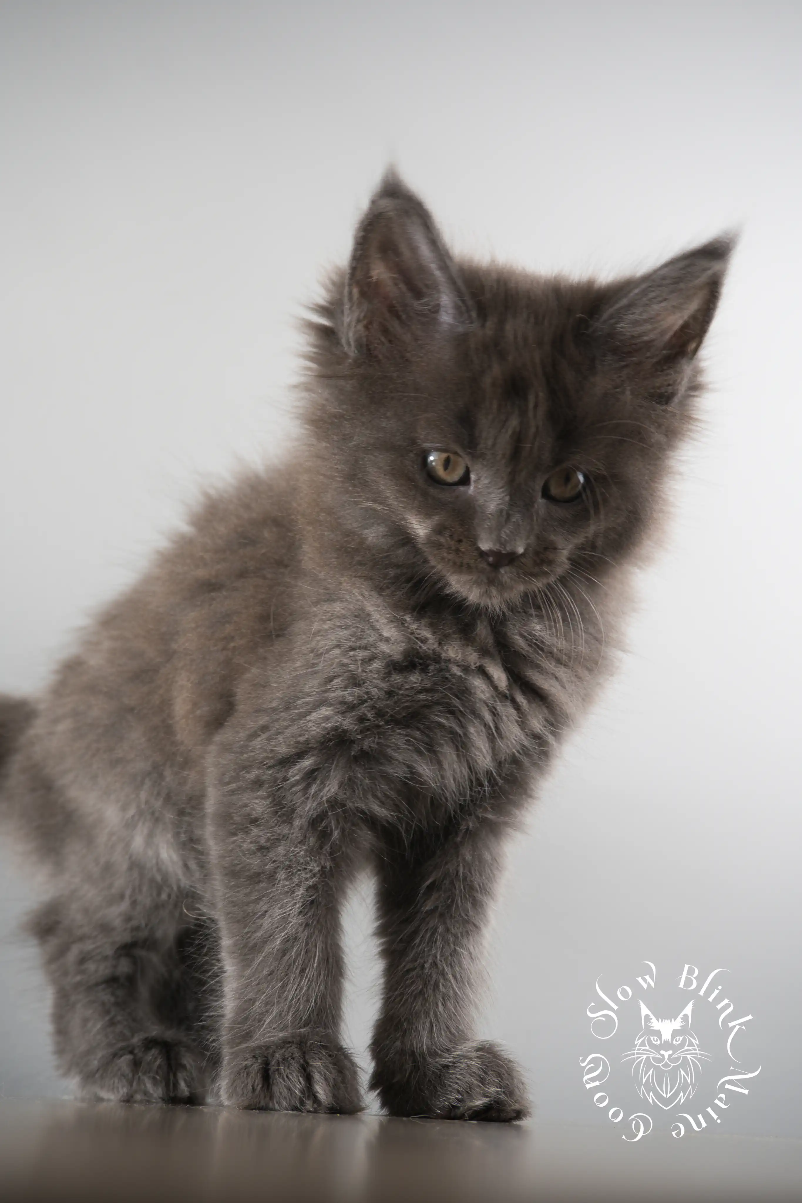 Blue Smoke Maine Coon Kittens > blue smoke | maine coon kitten | ems code as | slowblinkmainecoons | 114