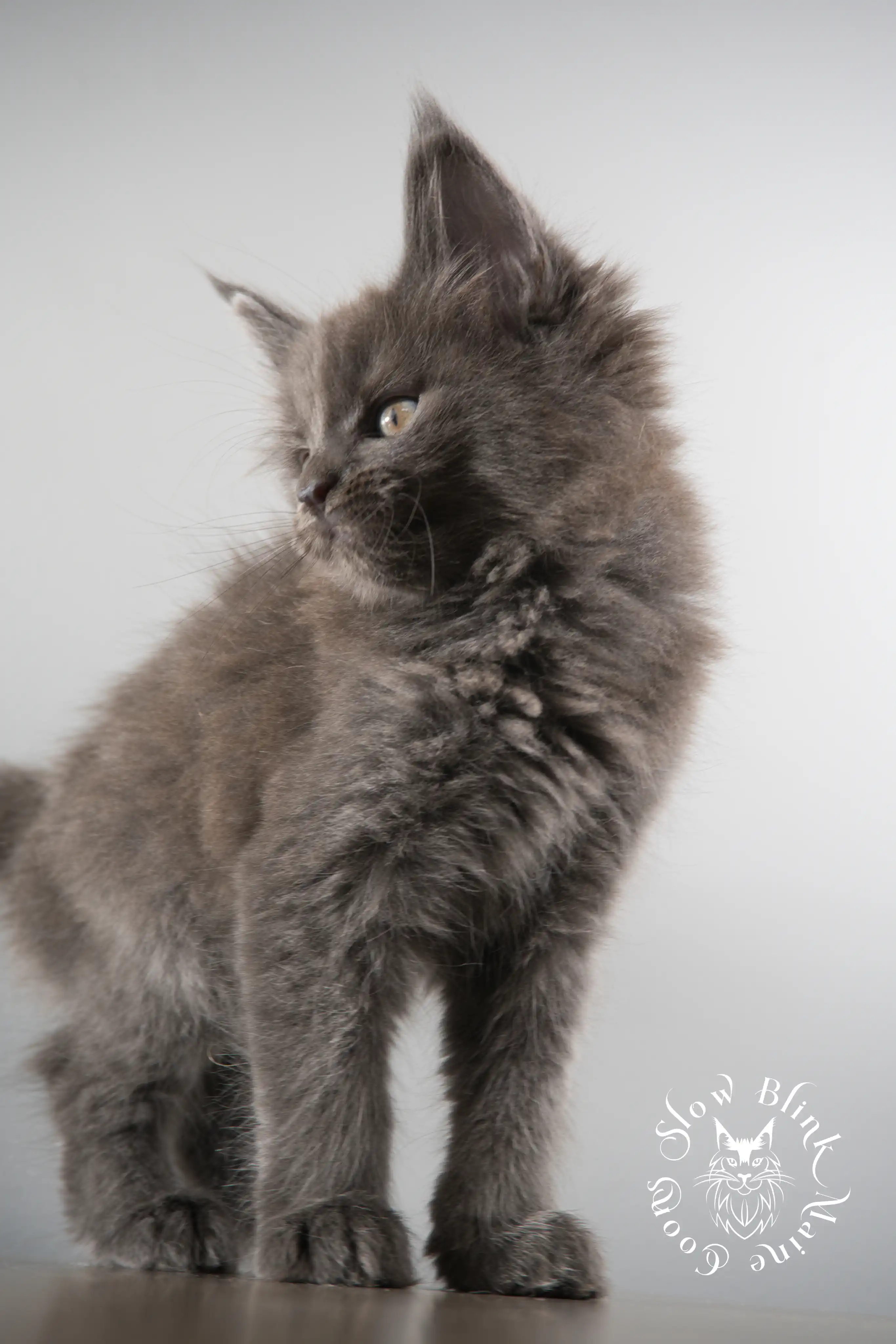 Blue Smoke Maine Coon Kittens > blue smoke | maine coon kitten | ems code as | slowblinkmainecoons | 115