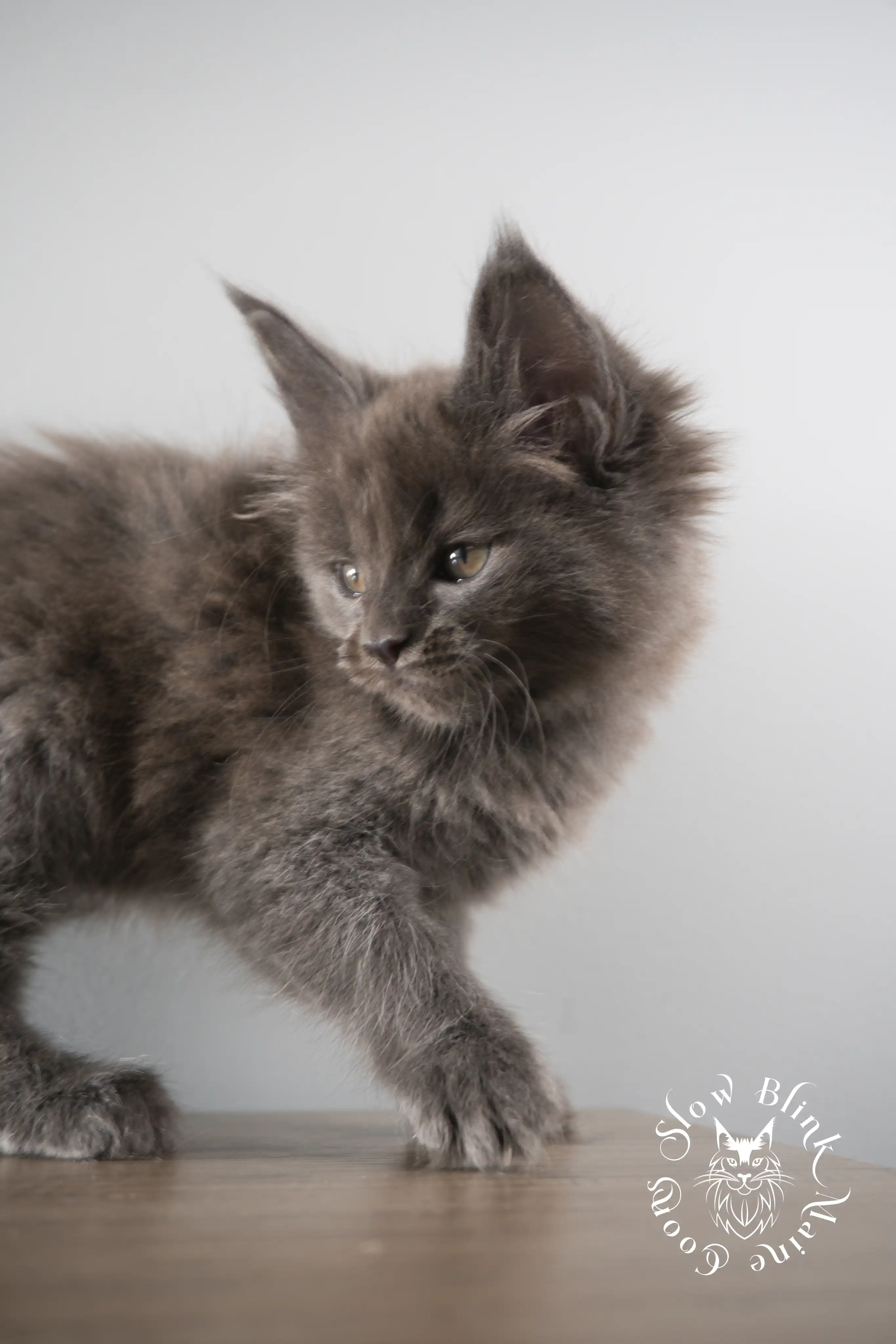 Blue Smoke Maine Coon Kittens > blue smoke | maine coon kitten | ems code as | slowblinkmainecoons | 116