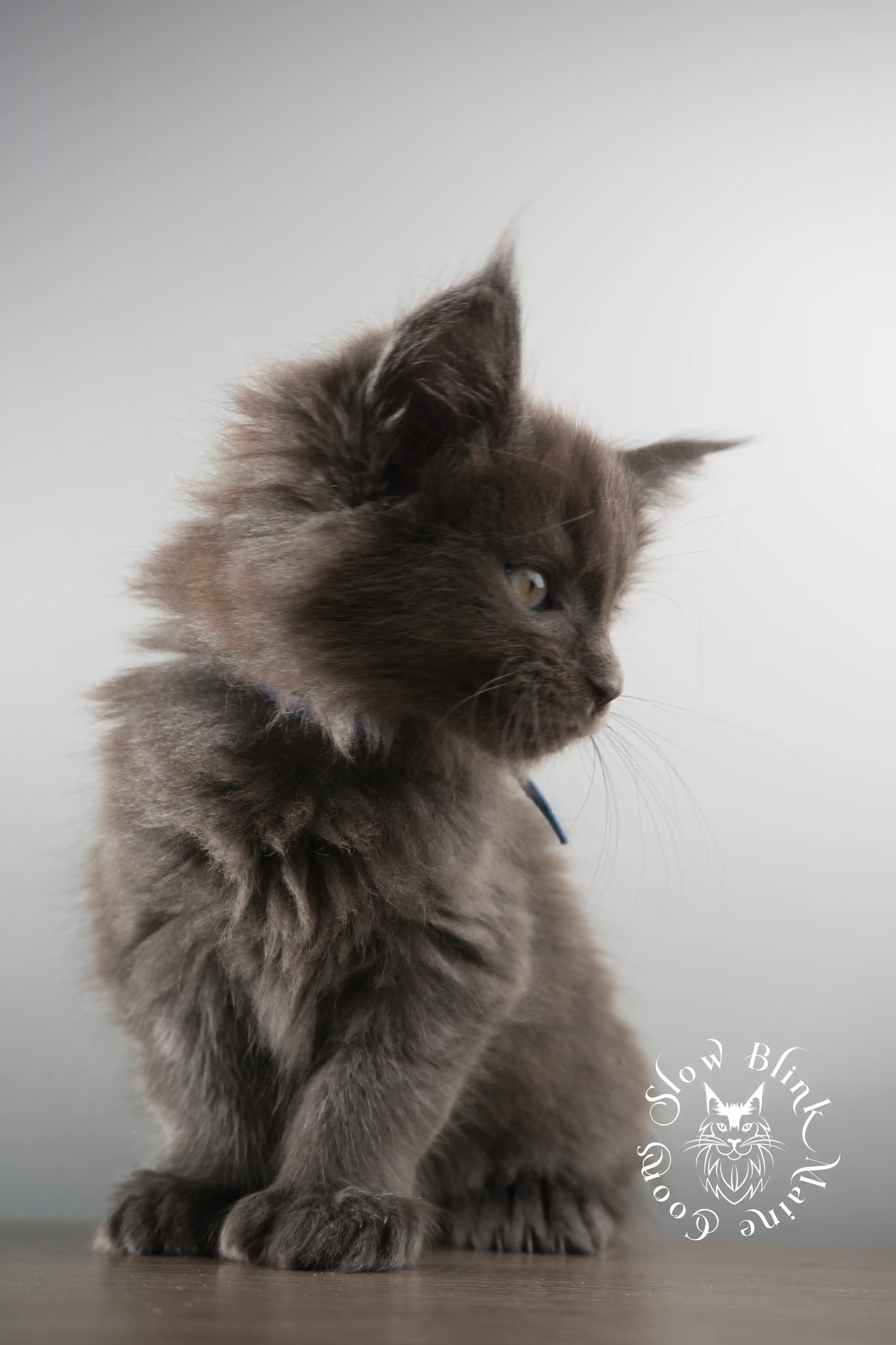 Blue Smoke Maine Coon Kittens > blue smoke | maine coon kitten | ems code as | slowblinkmainecoons | 117