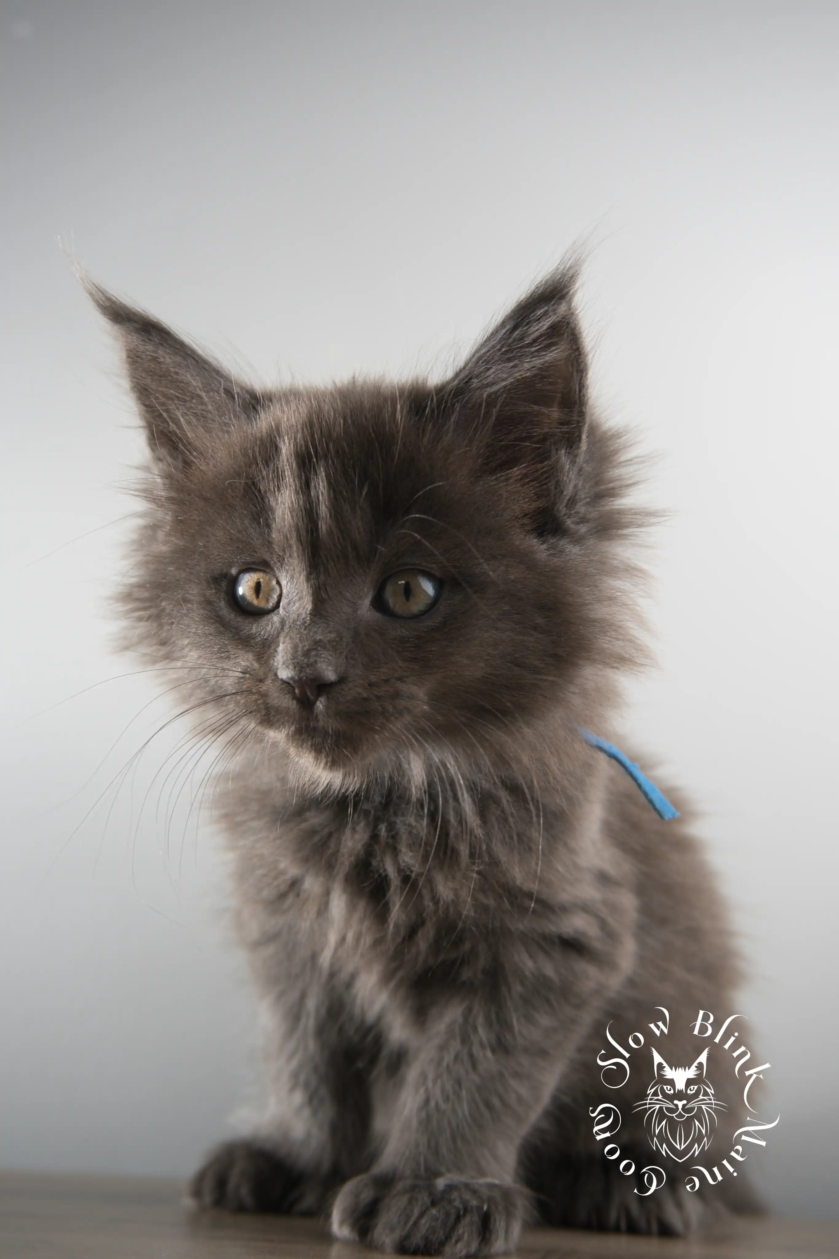 Blue Smoke Maine Coon Kittens > blue smoke | maine coon kitten | ems code as | slowblinkmainecoons | 119