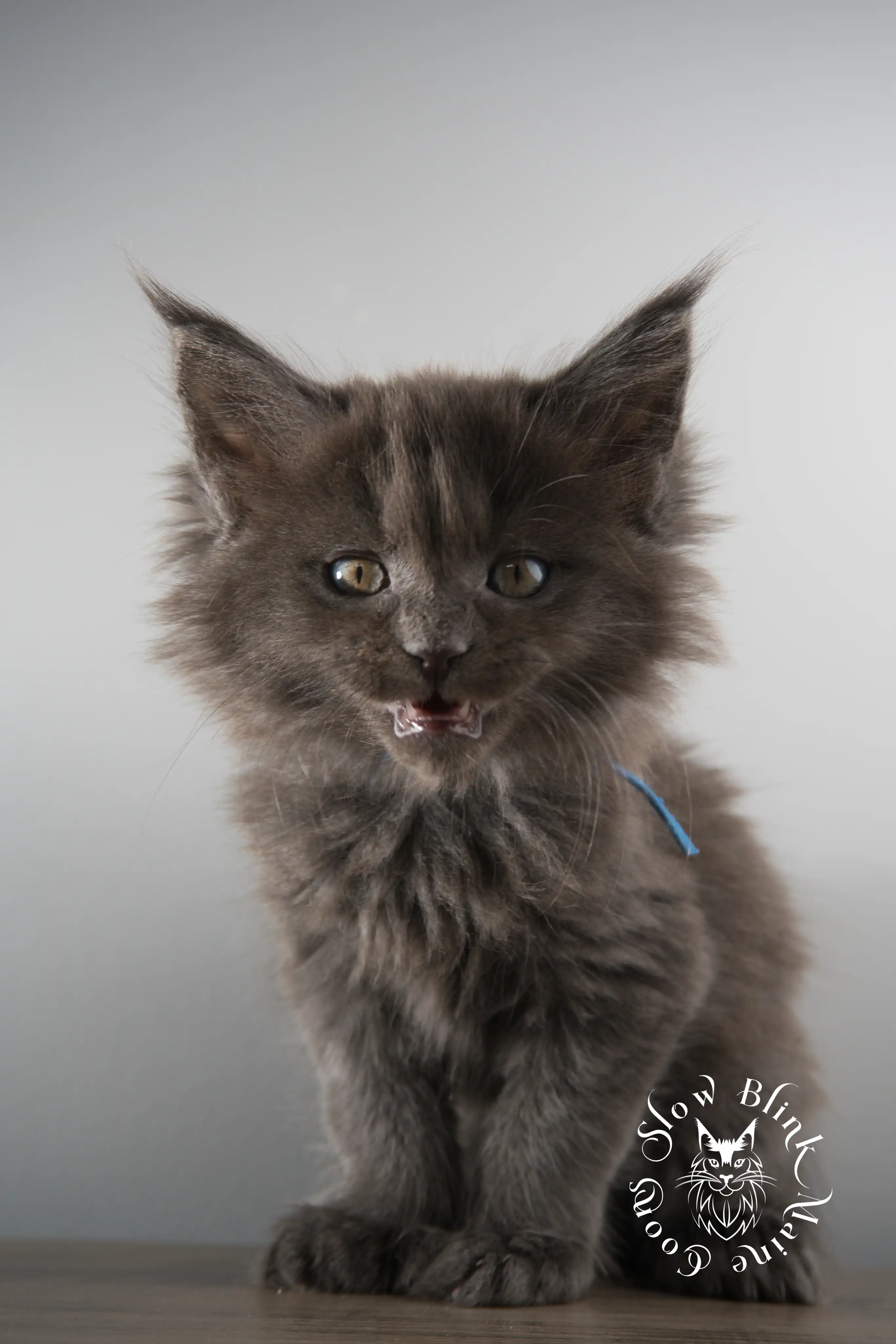 Blue Smoke Maine Coon Kittens > blue smoke | maine coon kitten | ems code as | slowblinkmainecoons | 120