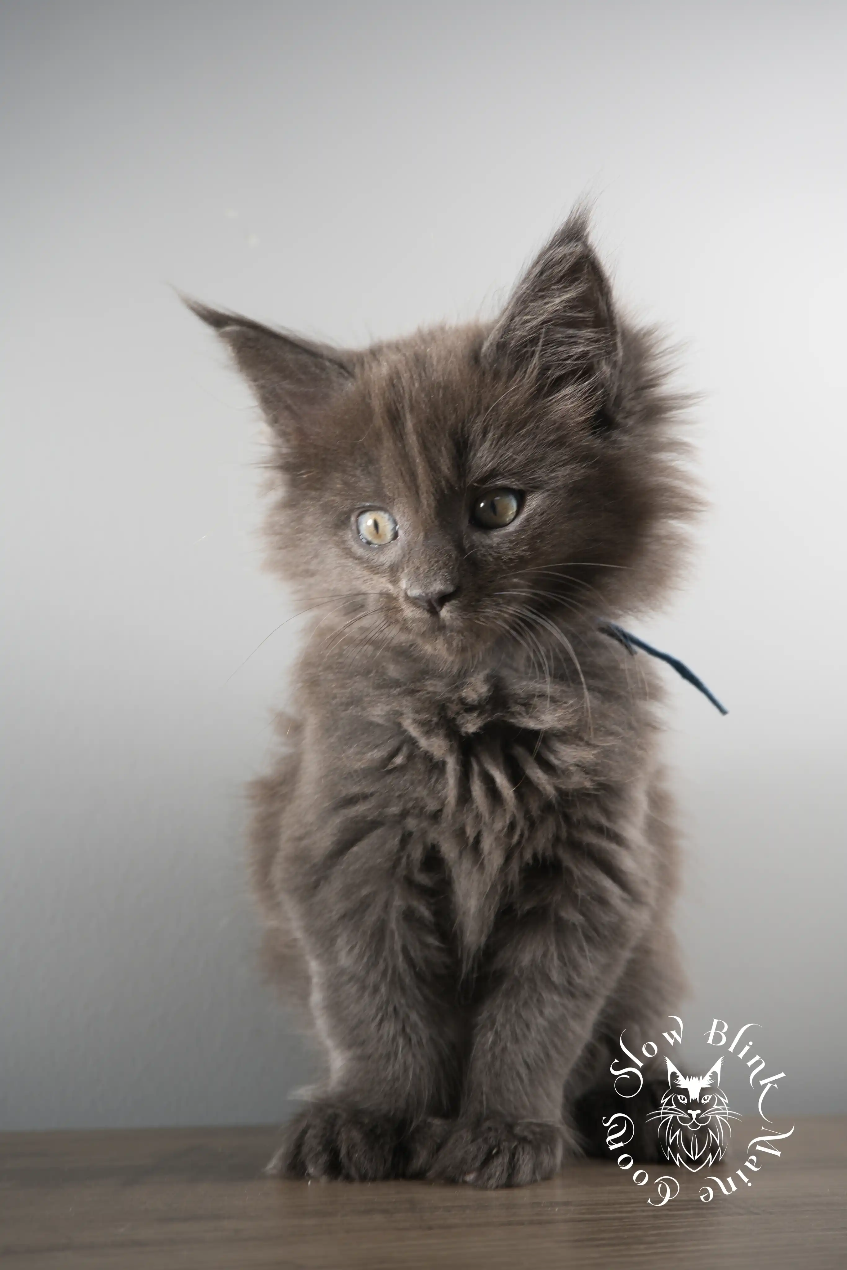 Blue Smoke Maine Coon Kittens > blue smoke | maine coon kitten | ems code as | slowblinkmainecoons | 121