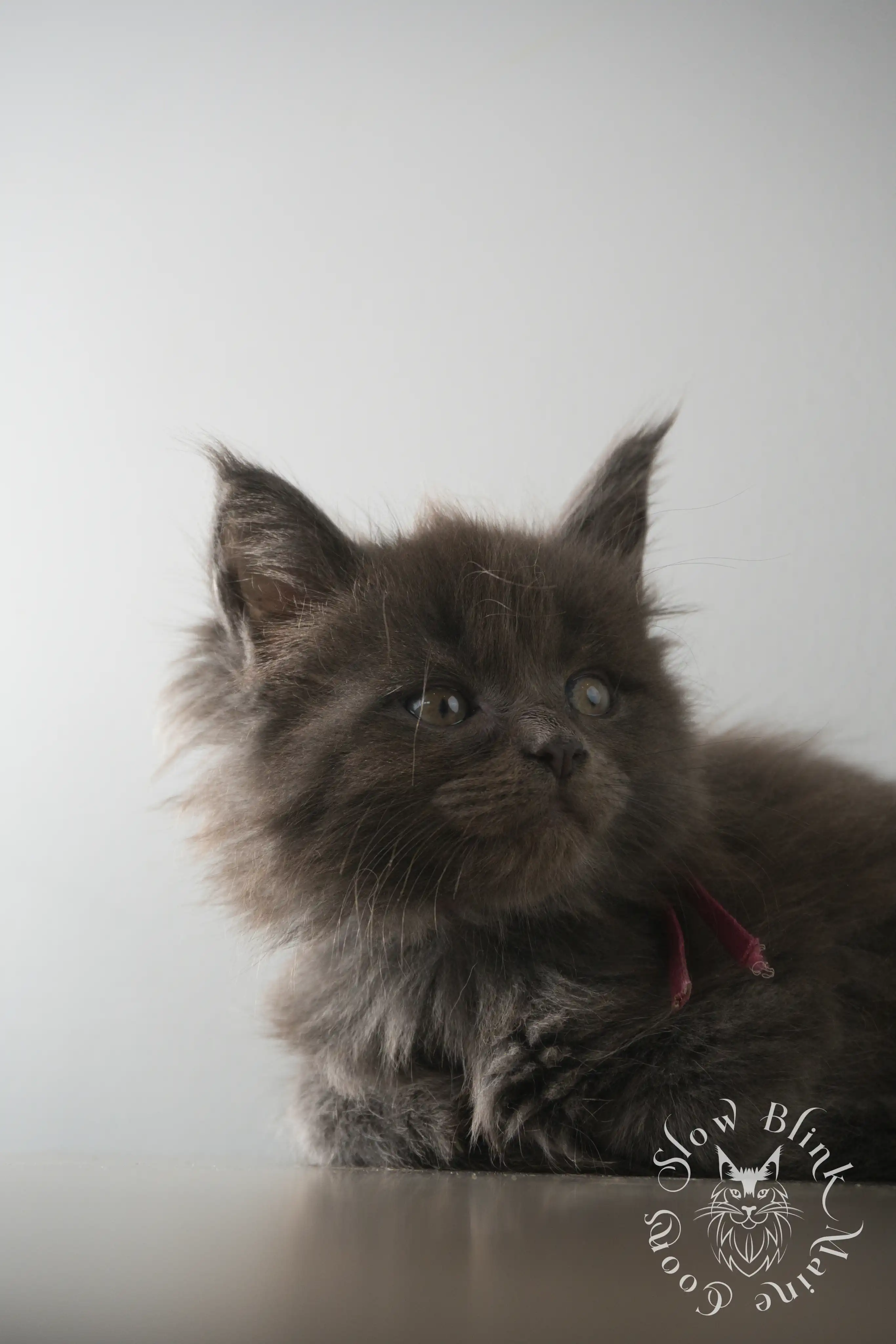 Blue Smoke Maine Coon Kittens > blue smoke | maine coon kitten | ems code as | slowblinkmainecoons | 122