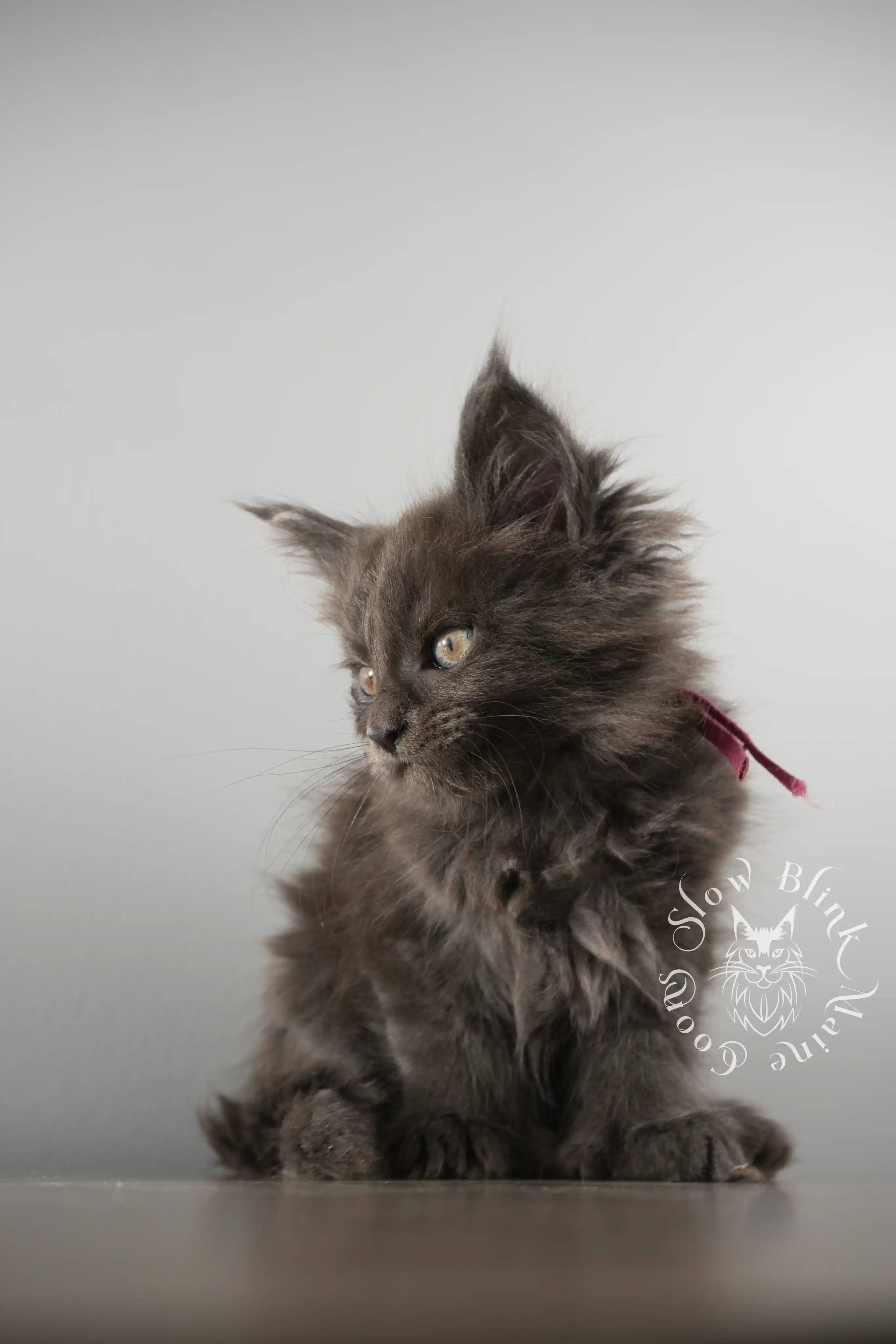 Blue Smoke Maine Coon Kittens > blue smoke | maine coon kitten | ems code as | slowblinkmainecoons | 123