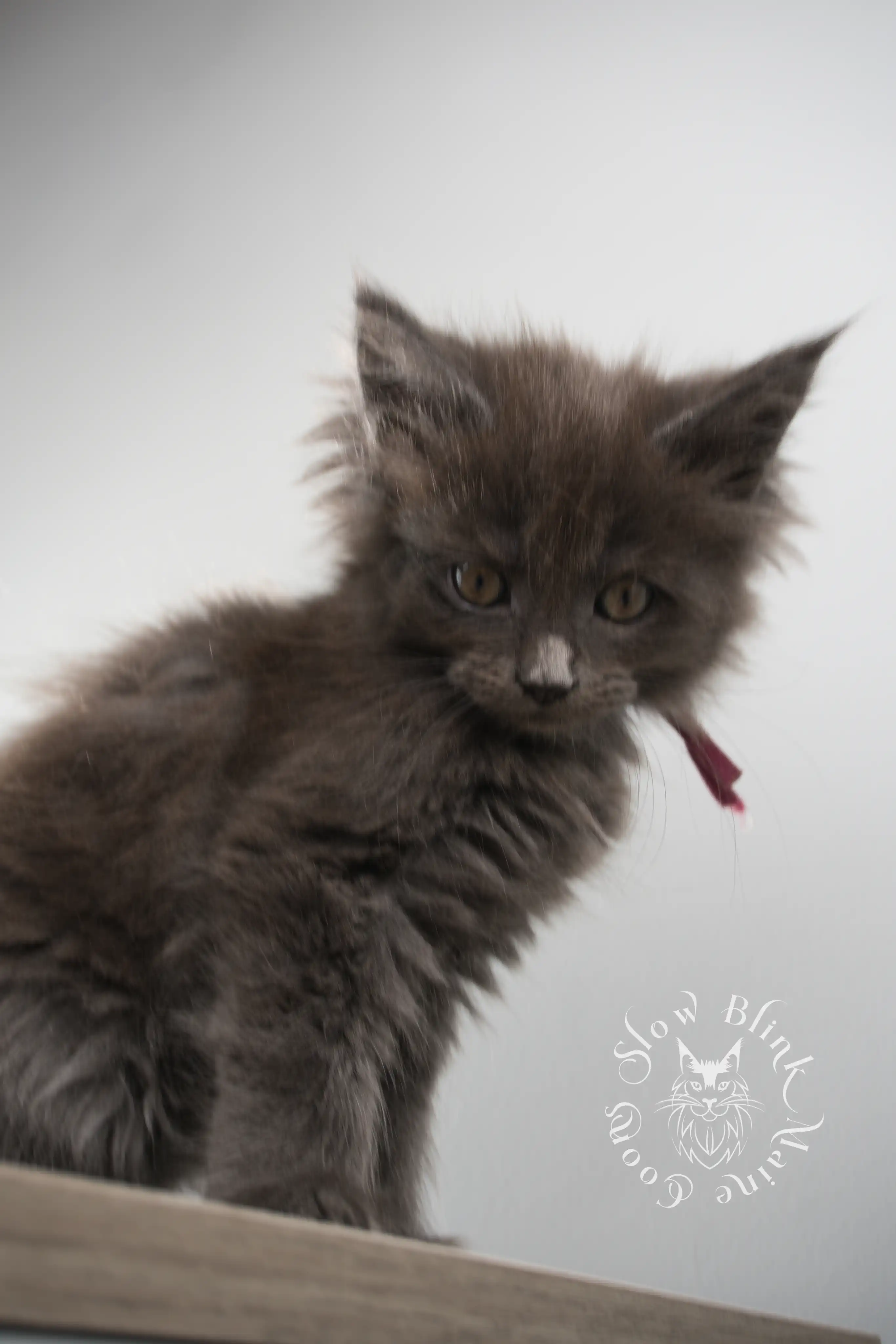 Blue Smoke Maine Coon Kittens > blue smoke | maine coon kitten | ems code as | slowblinkmainecoons | 124