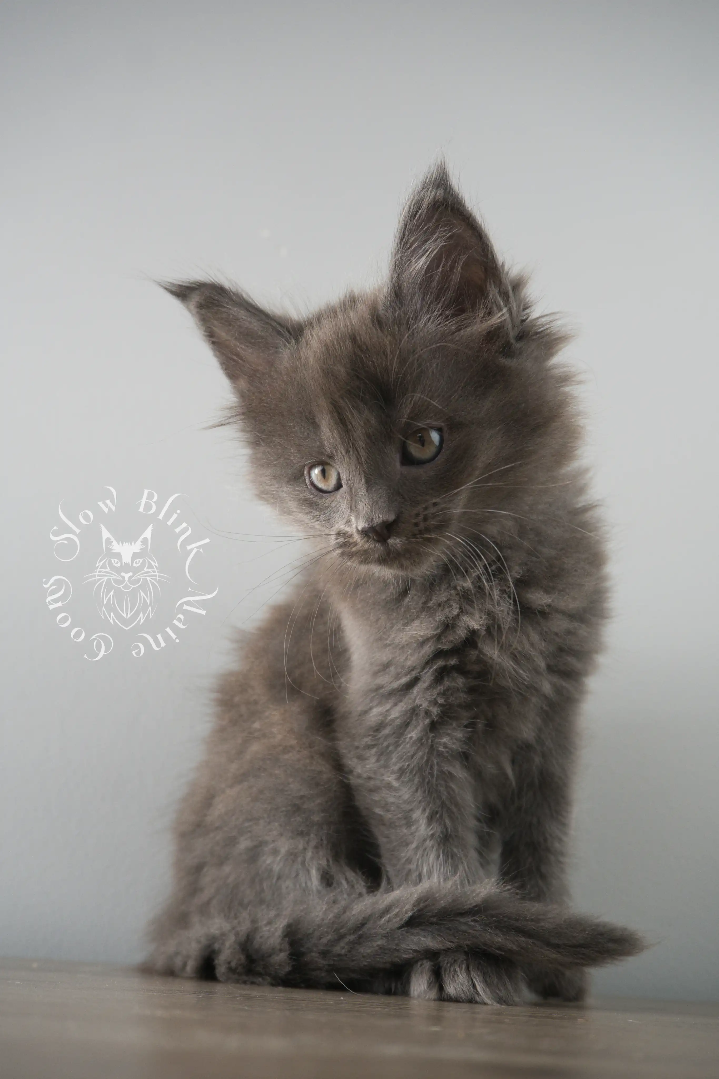 Blue Smoke Maine Coon Kittens > blue smoke | maine coon kitten | ems code as | slowblinkmainecoons | 125