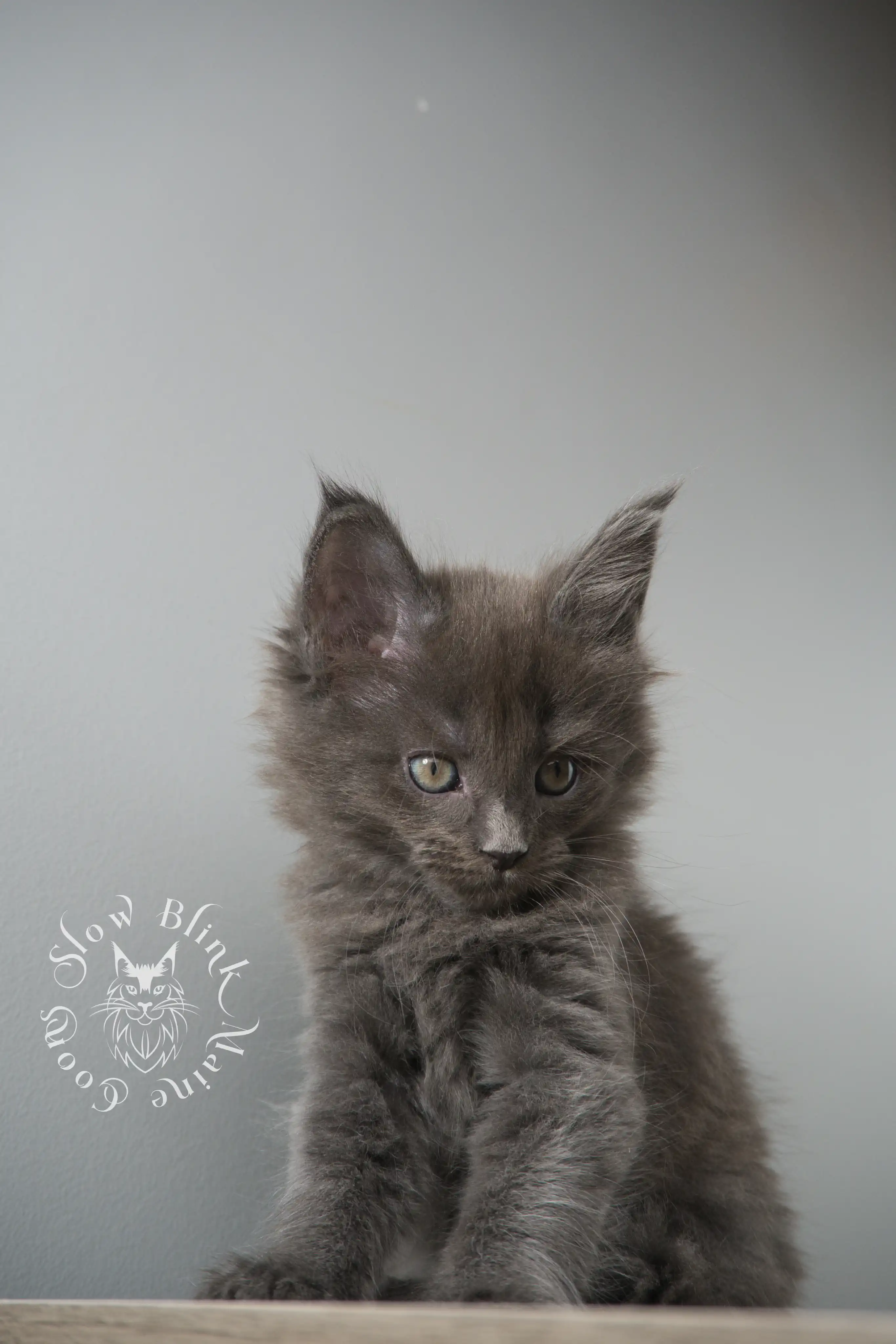 Blue Smoke Maine Coon Kittens > blue smoke | maine coon kitten | ems code as | slowblinkmainecoons | 126