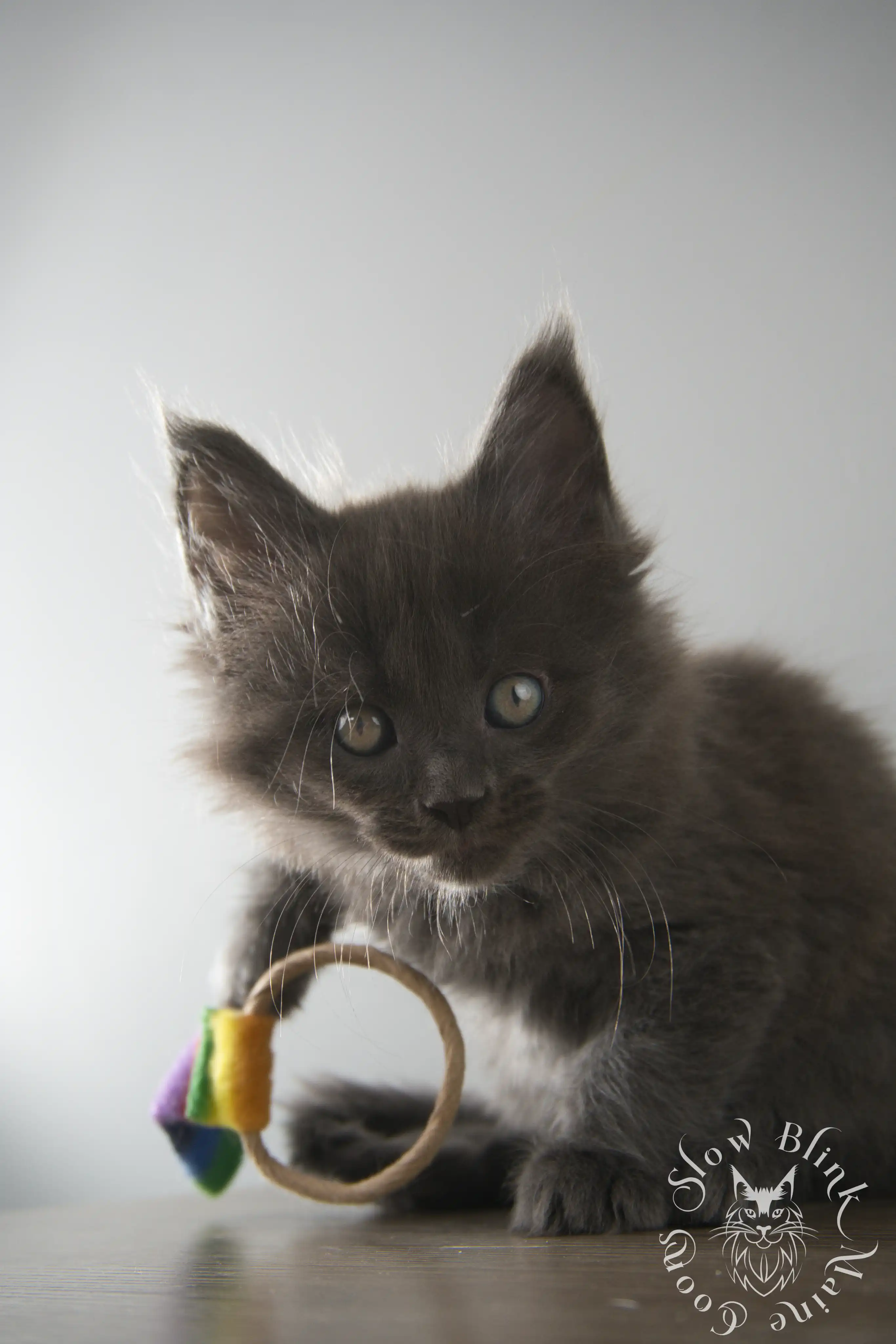 Blue Smoke Maine Coon Kittens > blue smoke | maine coon kitten | ems code as | slowblinkmainecoons | 128