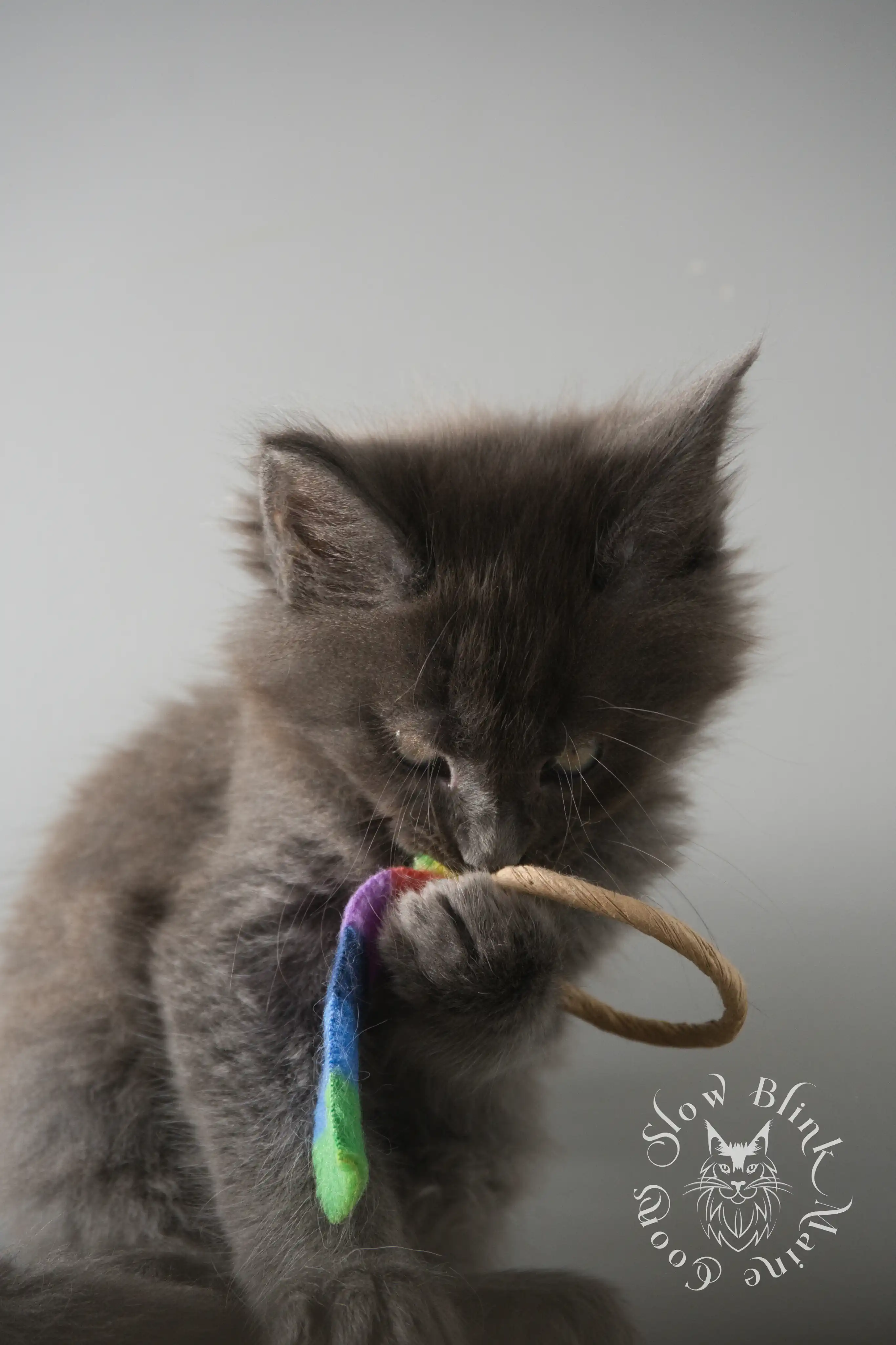 Blue Smoke Maine Coon Kittens > blue smoke | maine coon kitten | ems code as | slowblinkmainecoons | 129